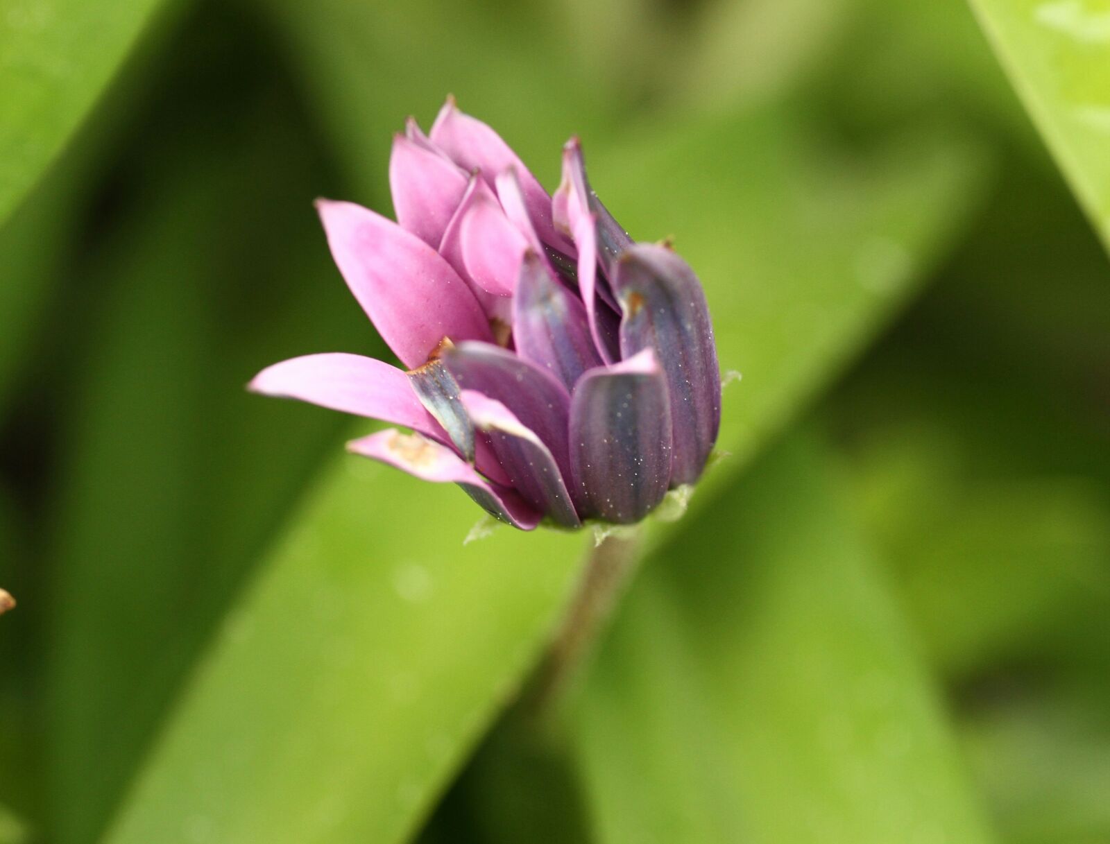 Canon EOS 7D sample photo. Nature, plant, flower photography