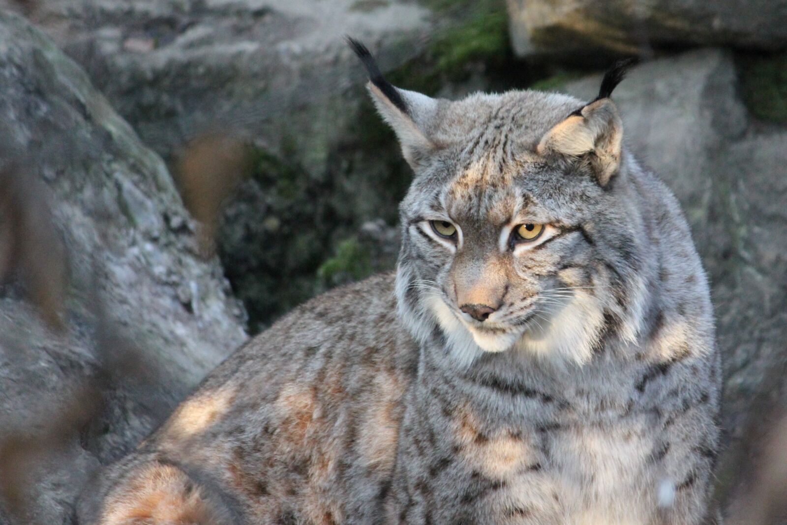 Canon EOS 550D (EOS Rebel T2i / EOS Kiss X4) sample photo. Lynx, nature, animal world photography