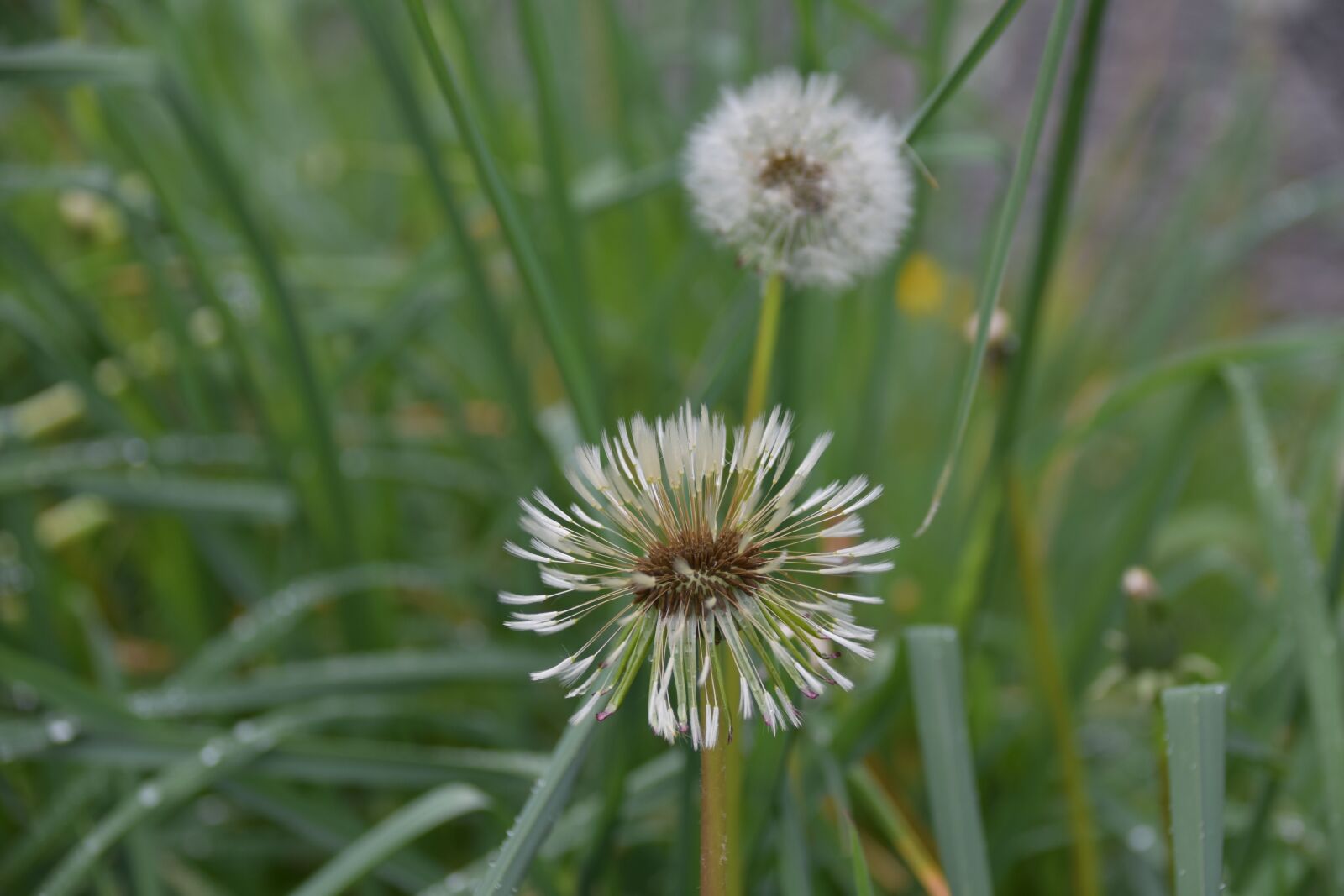 Nikon D5600 sample photo. Egret of pisenlit, seeds photography
