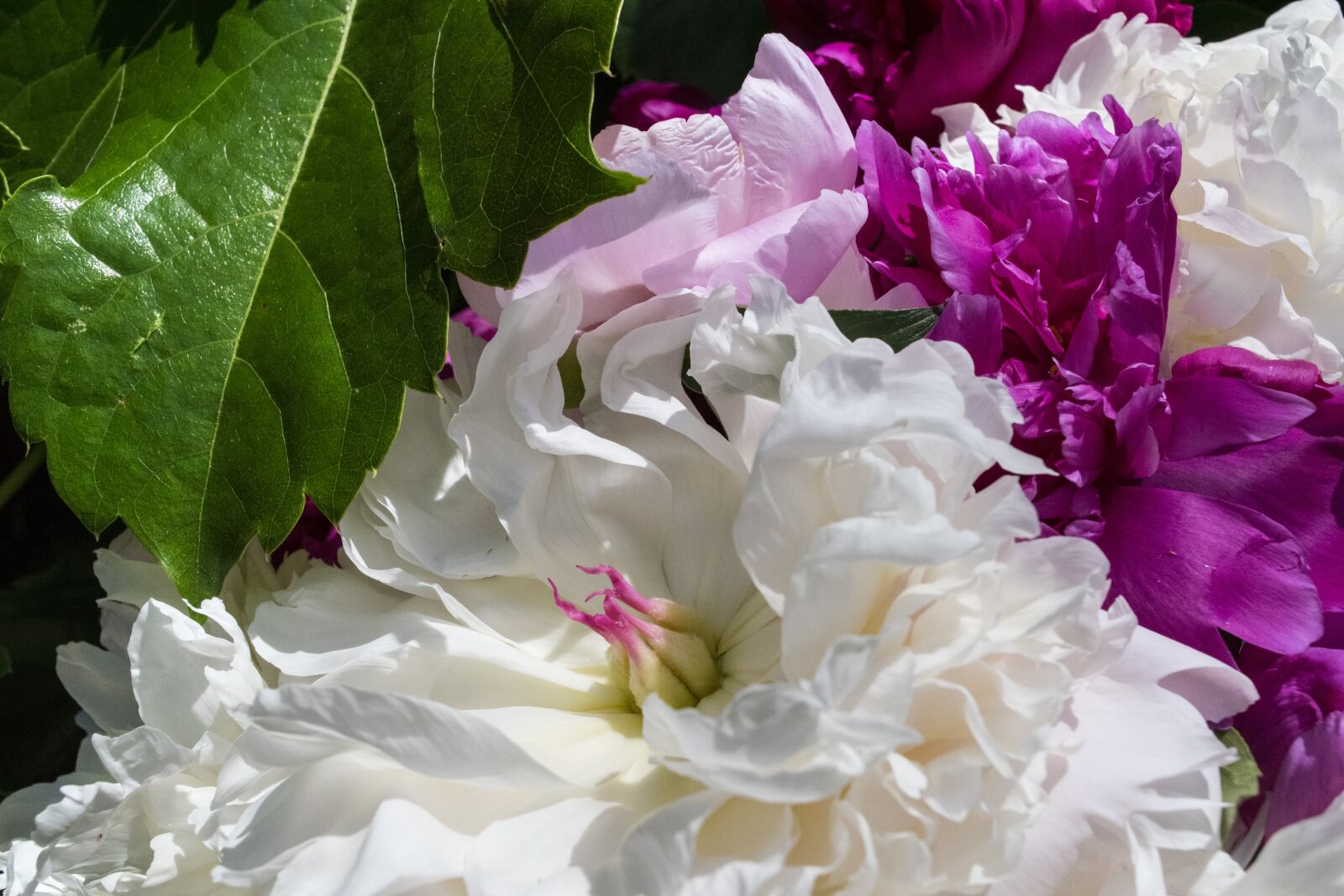 Nikon D5300 sample photo. Flower, flora, nature photography