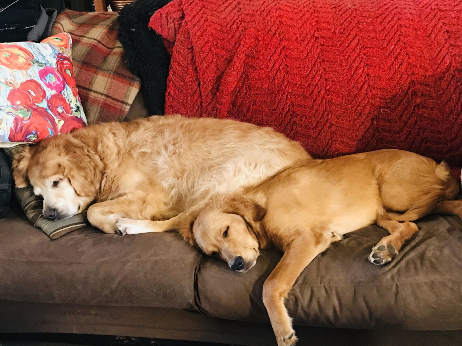 iPhone 7 back camera 3.99mm f/1.8 sample photo. Puppy, dog, animal photography