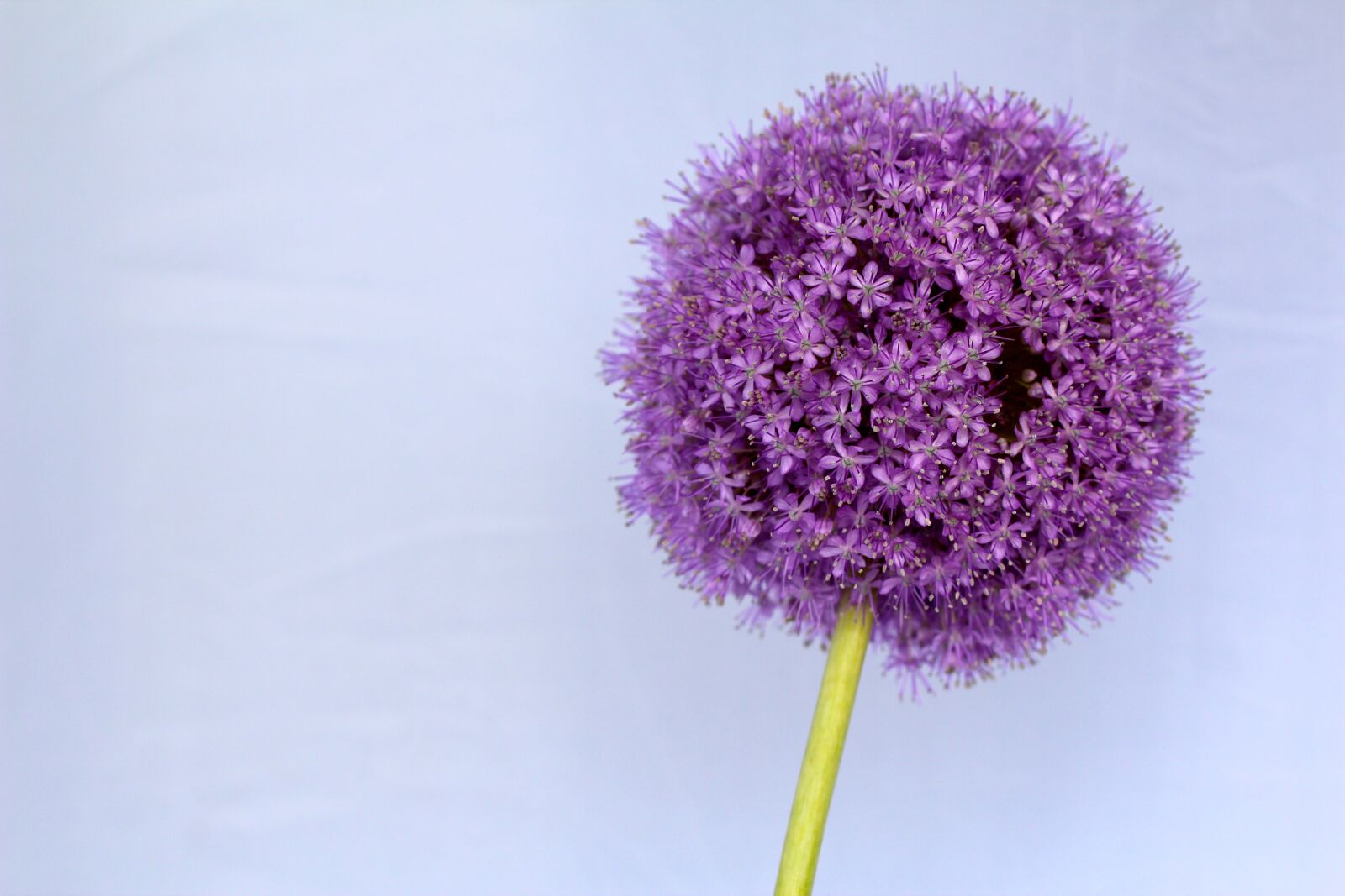Canon EOS 600D (Rebel EOS T3i / EOS Kiss X5) + Canon EF 50mm F1.4 USM sample photo. Allium, purple, ball photography