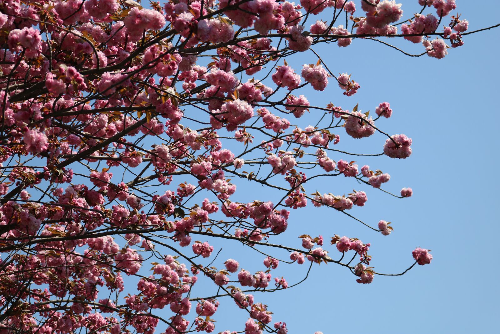 Canon EOS 750D (EOS Rebel T6i / EOS Kiss X8i) sample photo. Branch, tree, blue sky photography