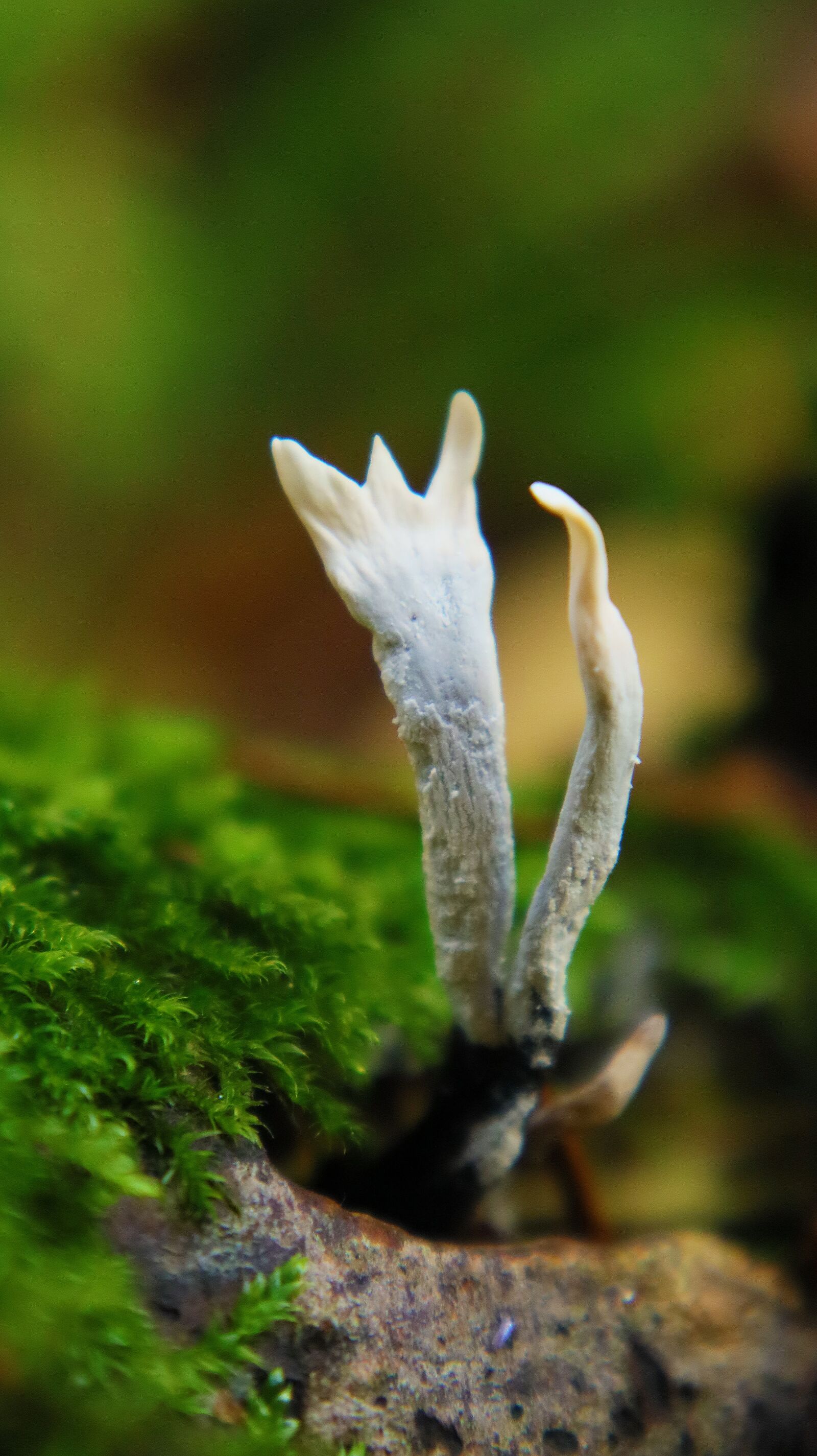 Canon EF-M 15-45mm F3.5-6.3 IS STM sample photo. Coral fungus, close up photography