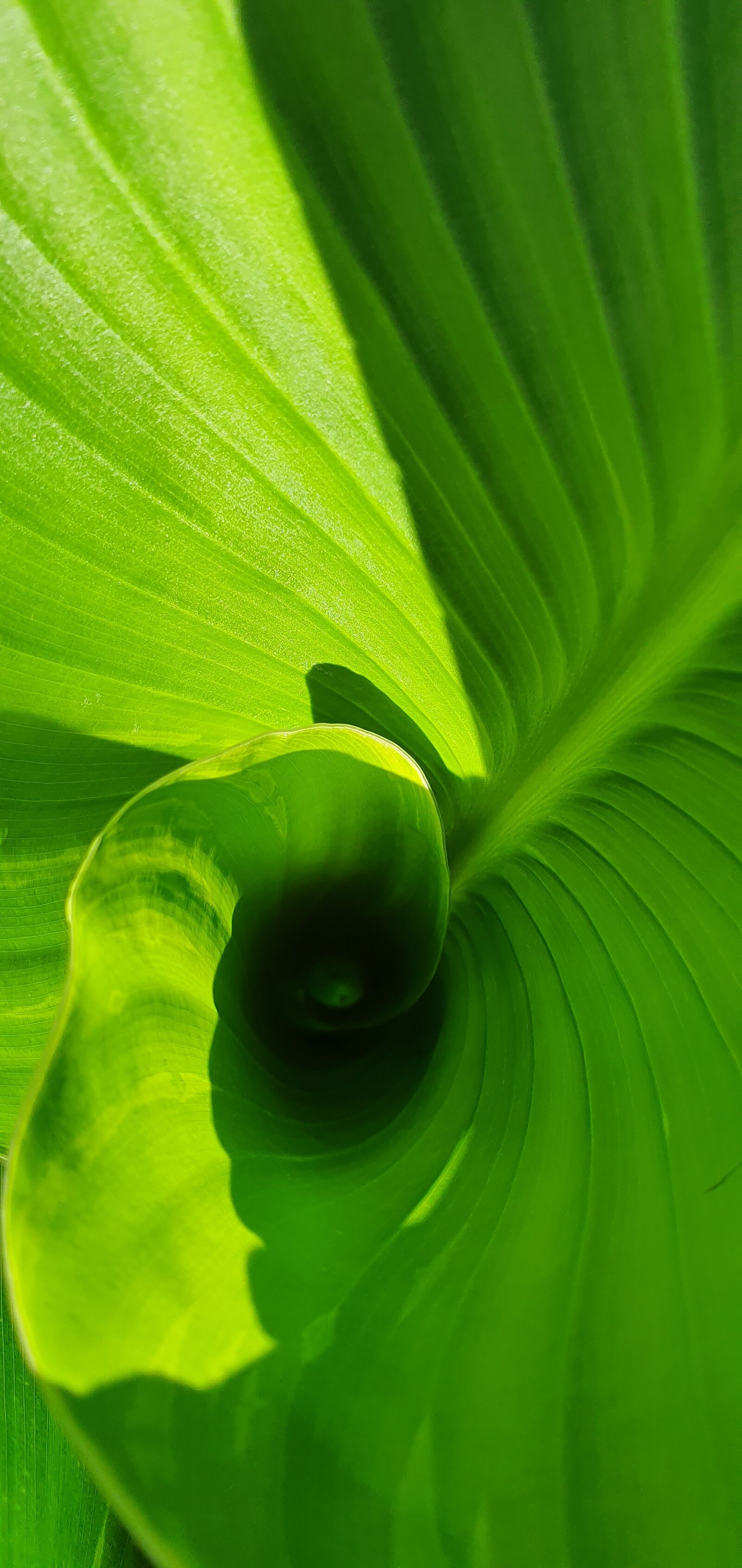 Samsung Galaxy S10 sample photo. Floral tube, green, plant photography
