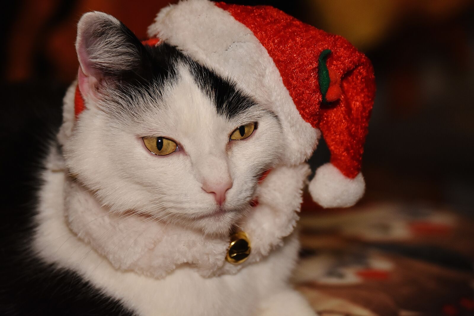 Nikon D7200 sample photo. Cat, christmas, santa hat photography
