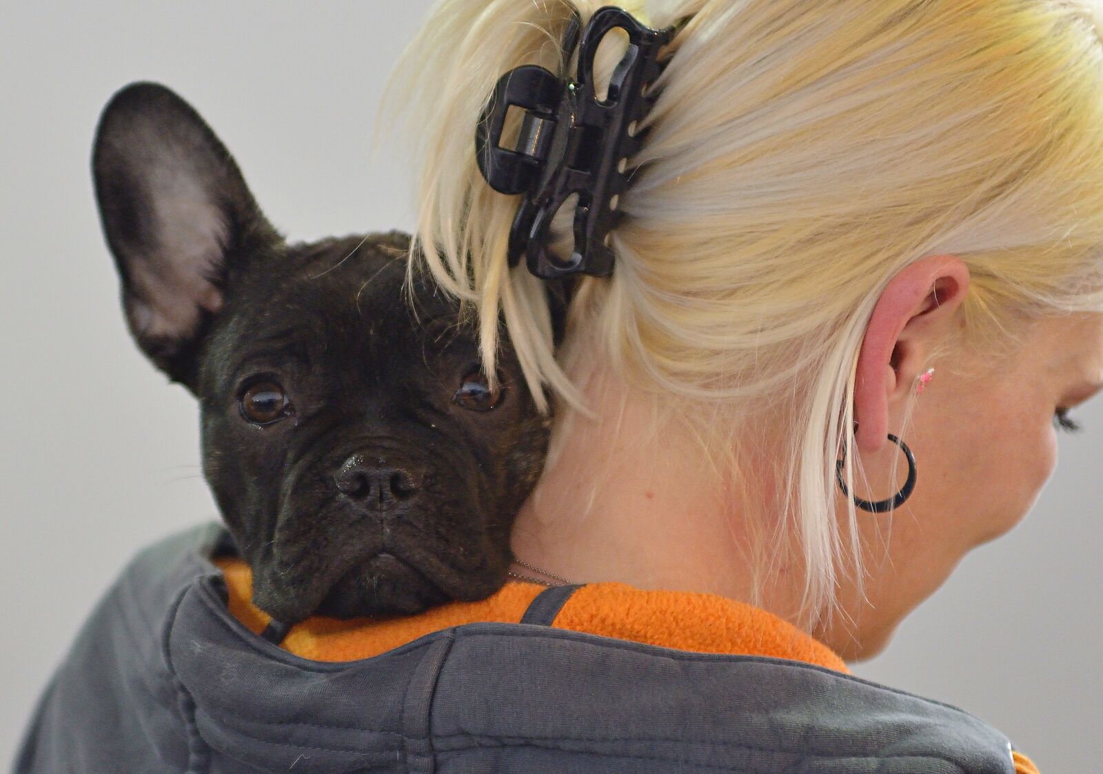 Nikon D800 sample photo. Animals, dog, pet photography
