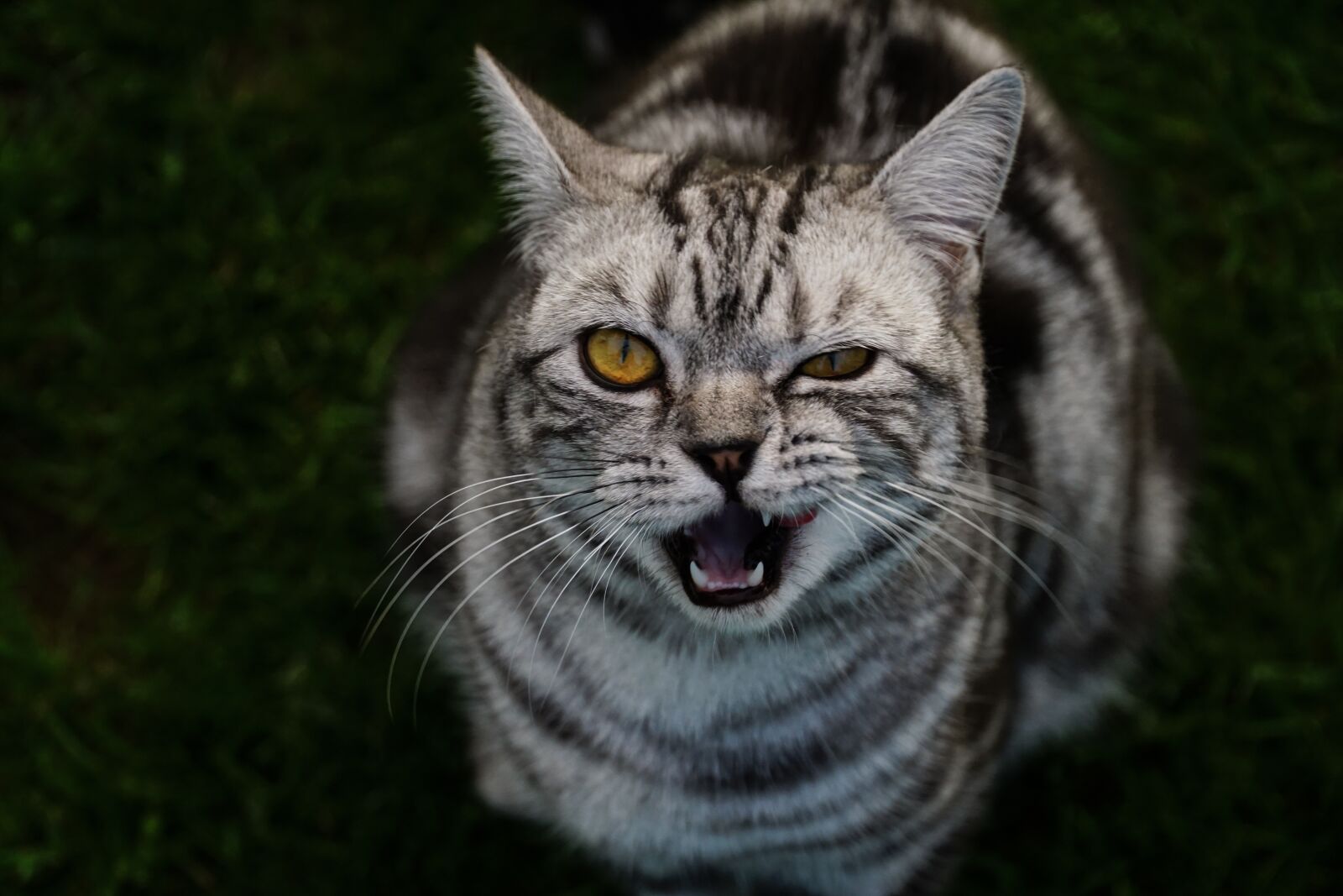 Sony a6000 sample photo. Cat, view, animal photography