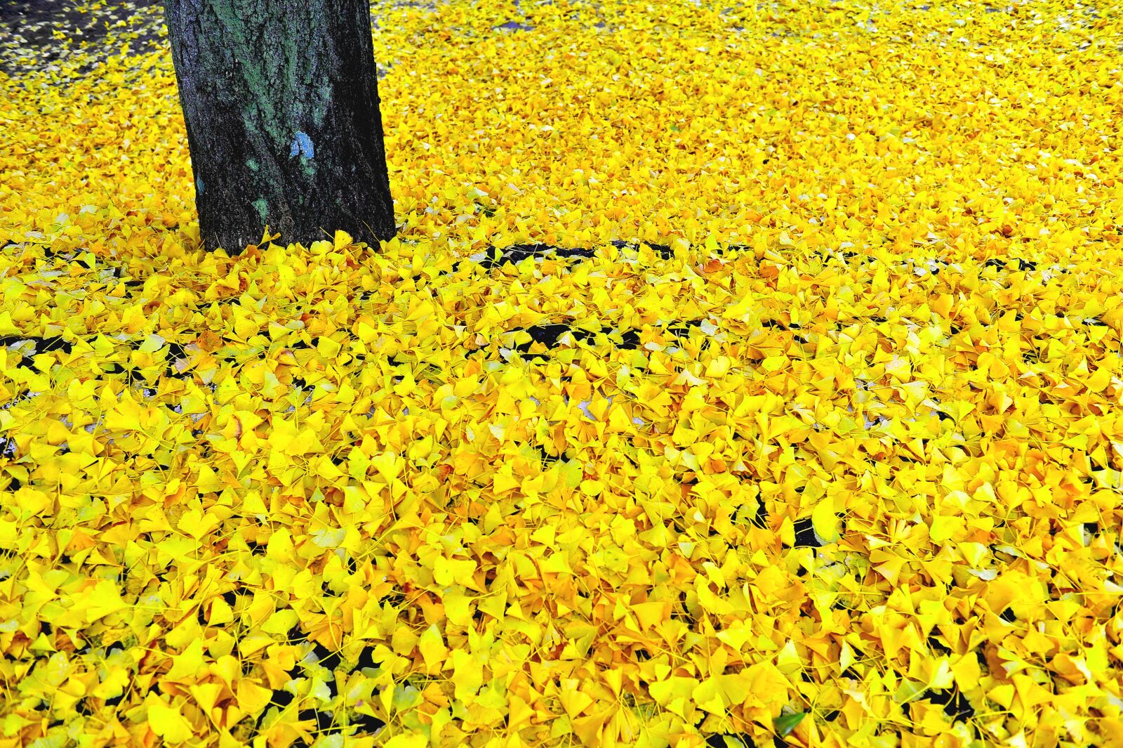 Nikon D3S sample photo. Bank leaves, leaves, autumn photography