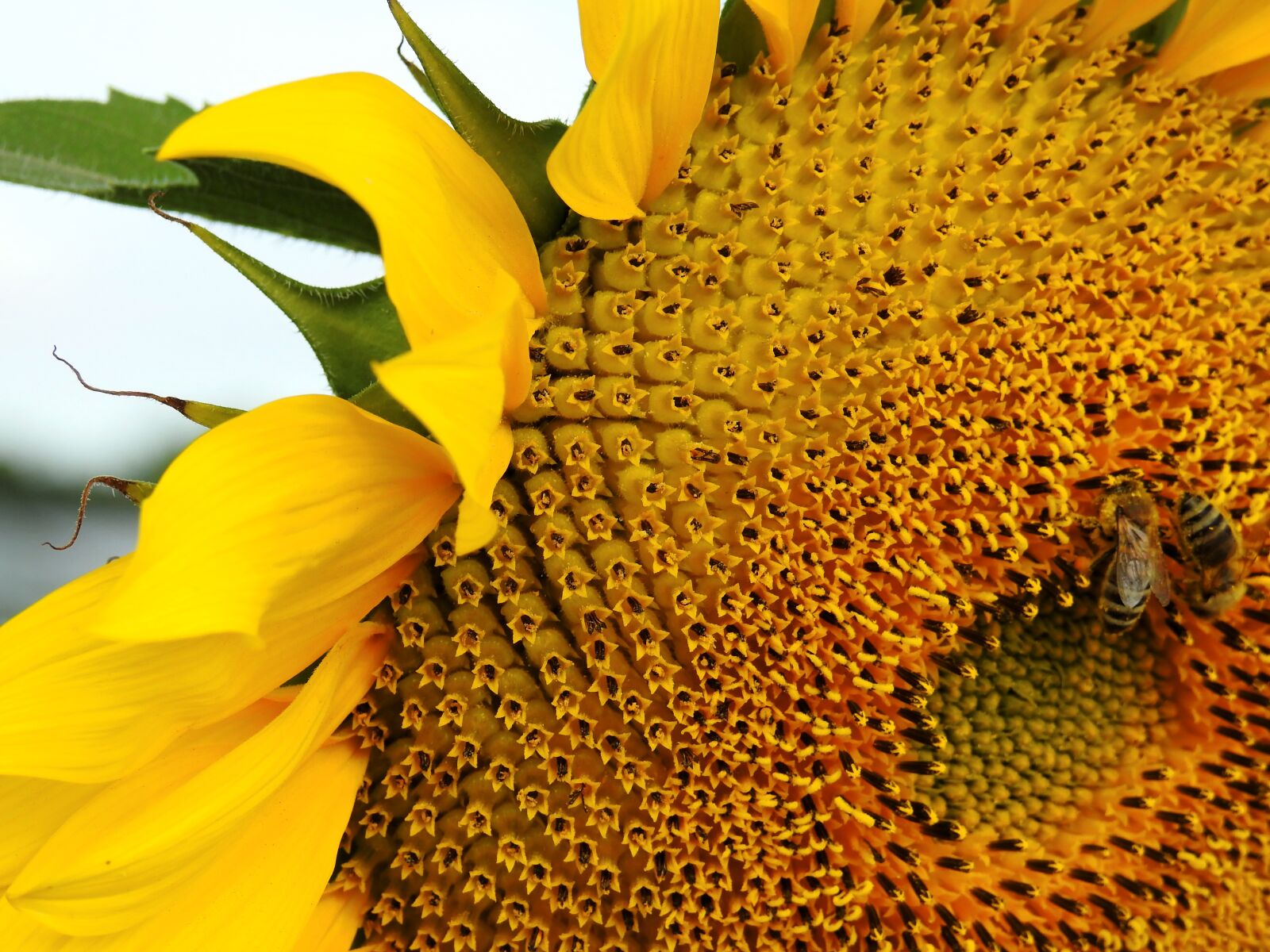 Nikon Coolpix P900 sample photo. Flower, sunflower, yellow photography