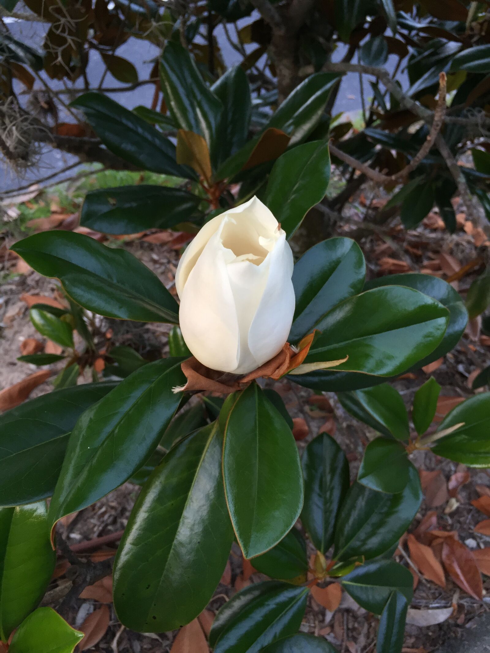 Apple iPhone 6 sample photo. Florida, flower, magnolia photography