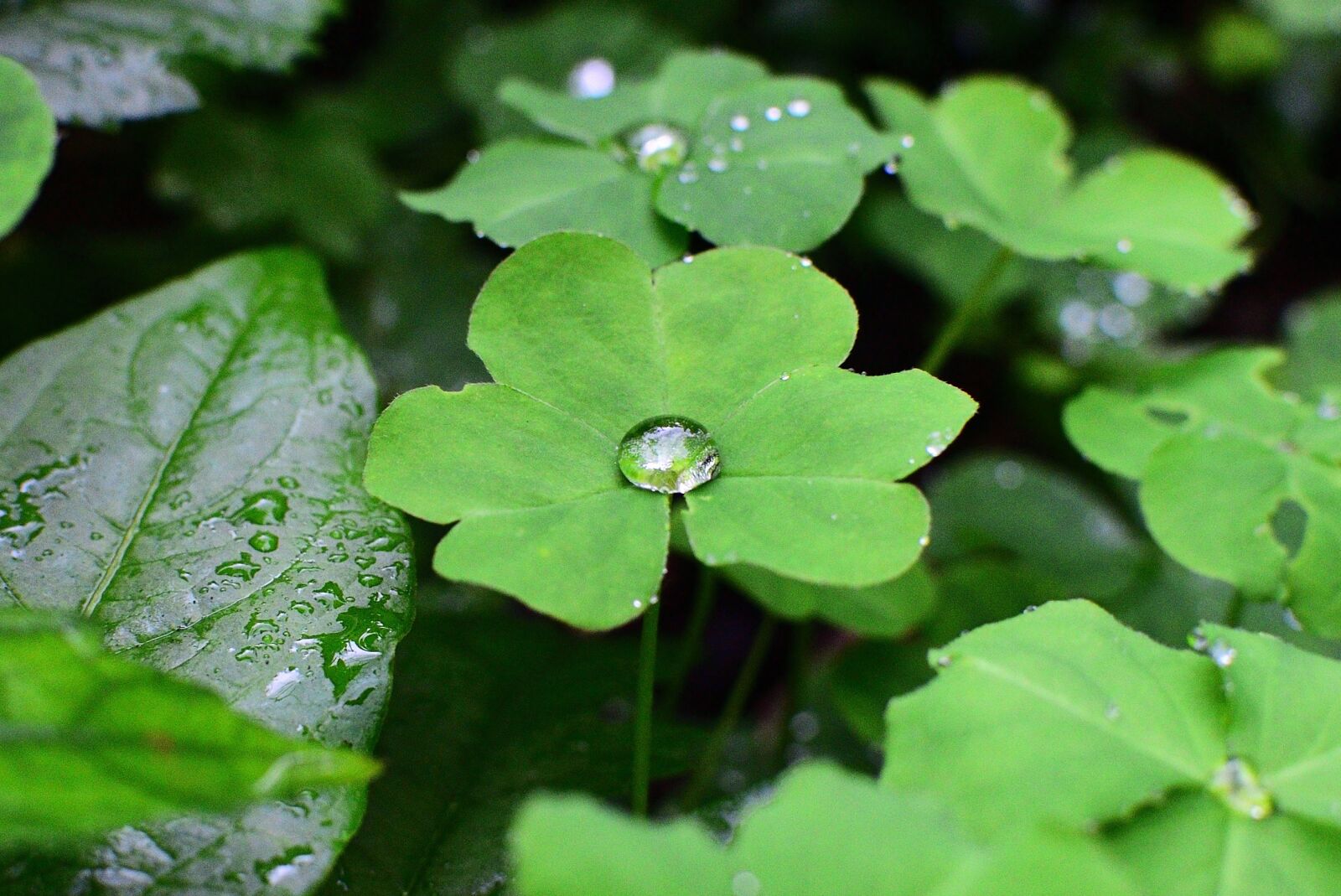 Nikon D750 sample photo. Leaf, plant photography
