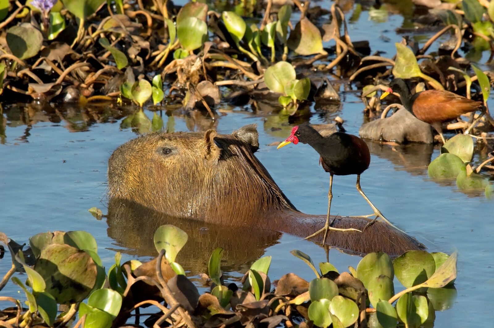 Nikon D70s sample photo. Capybara, rodent, jacana photography