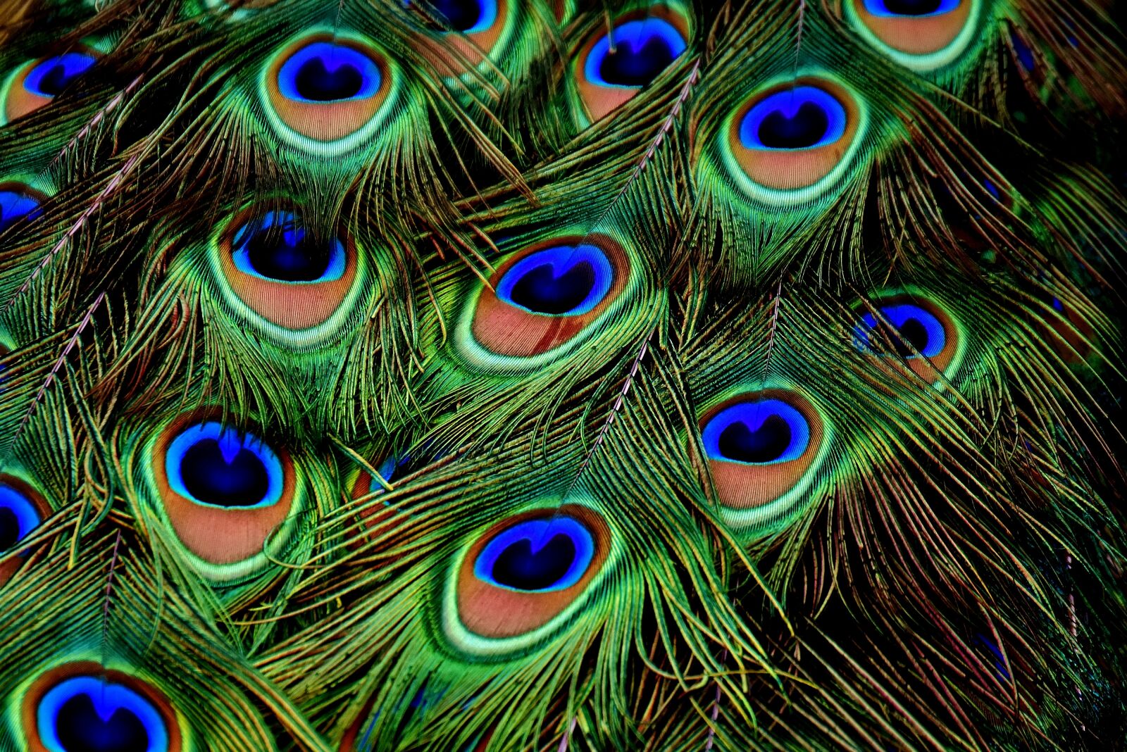 Nikon D7200 sample photo. Peacock feathers, plumage, iridescent photography