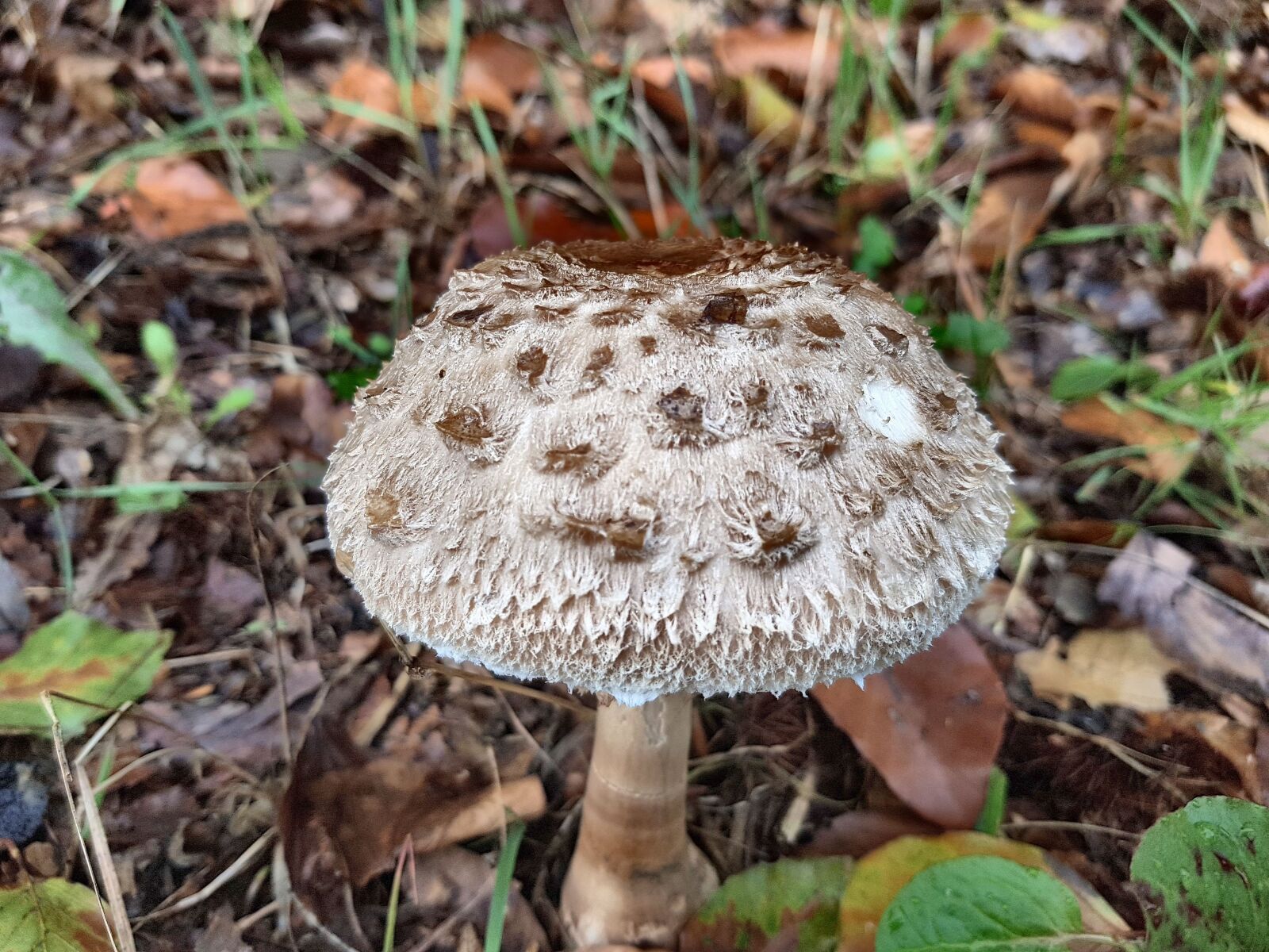 Samsung Galaxy S7 sample photo. Mushroom, autumn, nature photography
