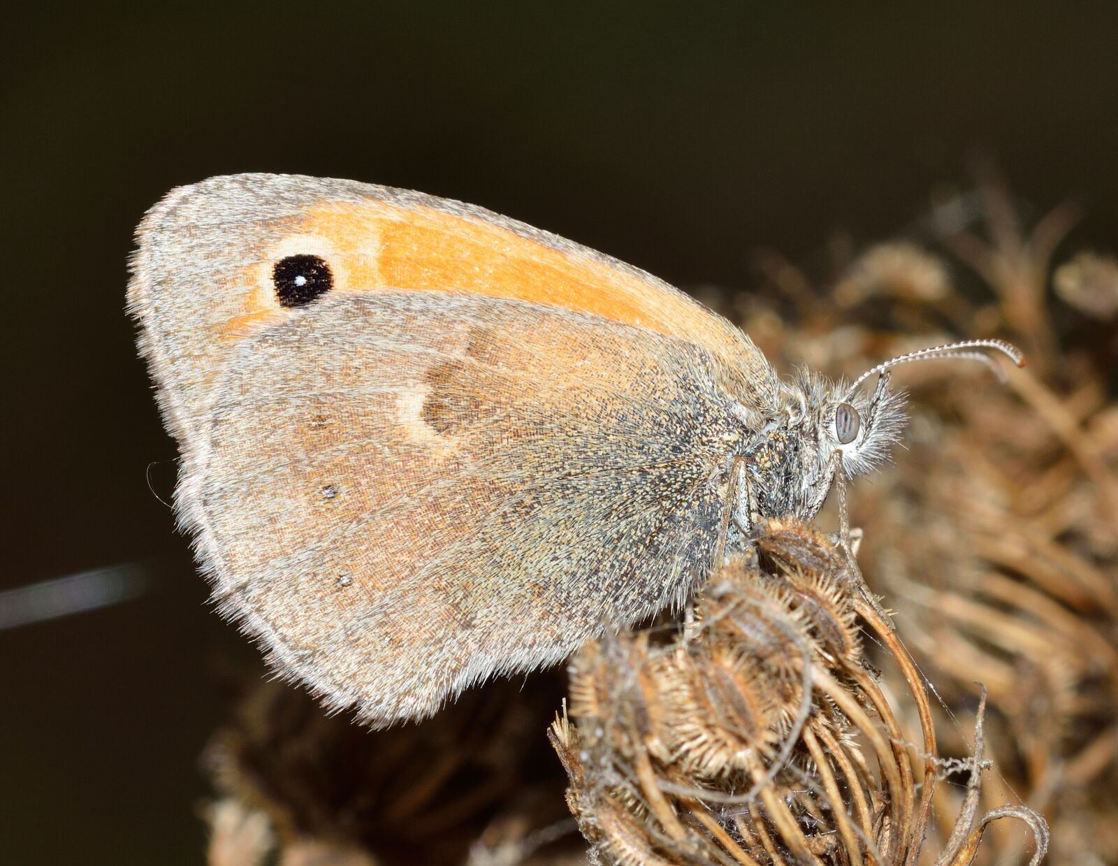 Nikon D5200 sample photo. Insects, butterfly, lepidoptera photography