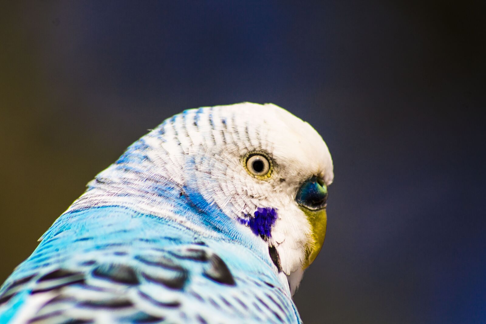 Canon EOS 1100D (EOS Rebel T3 / EOS Kiss X50) sample photo. Bird, blue, parrot photography