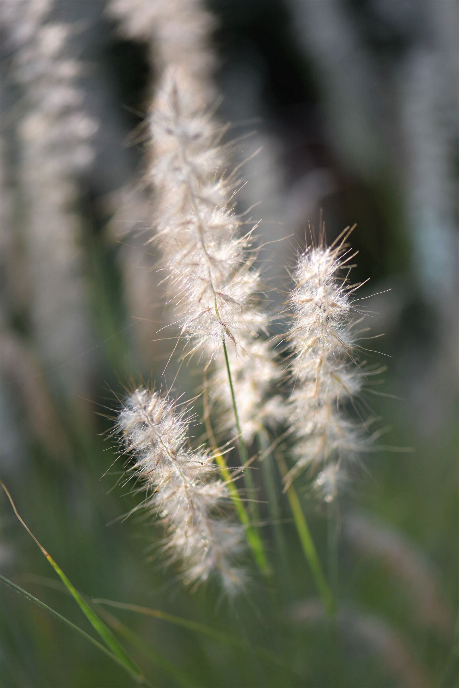 Nikon D5500 sample photo. Ornamental grasses, grasses, blade photography