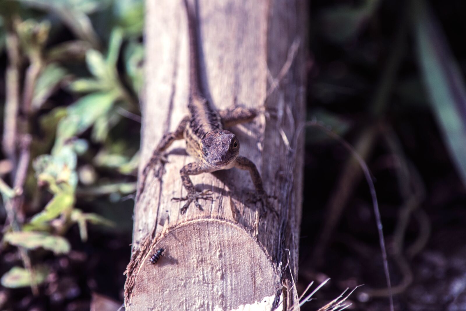 Nikon D5200 sample photo. Gray, lizard, nature, wood photography