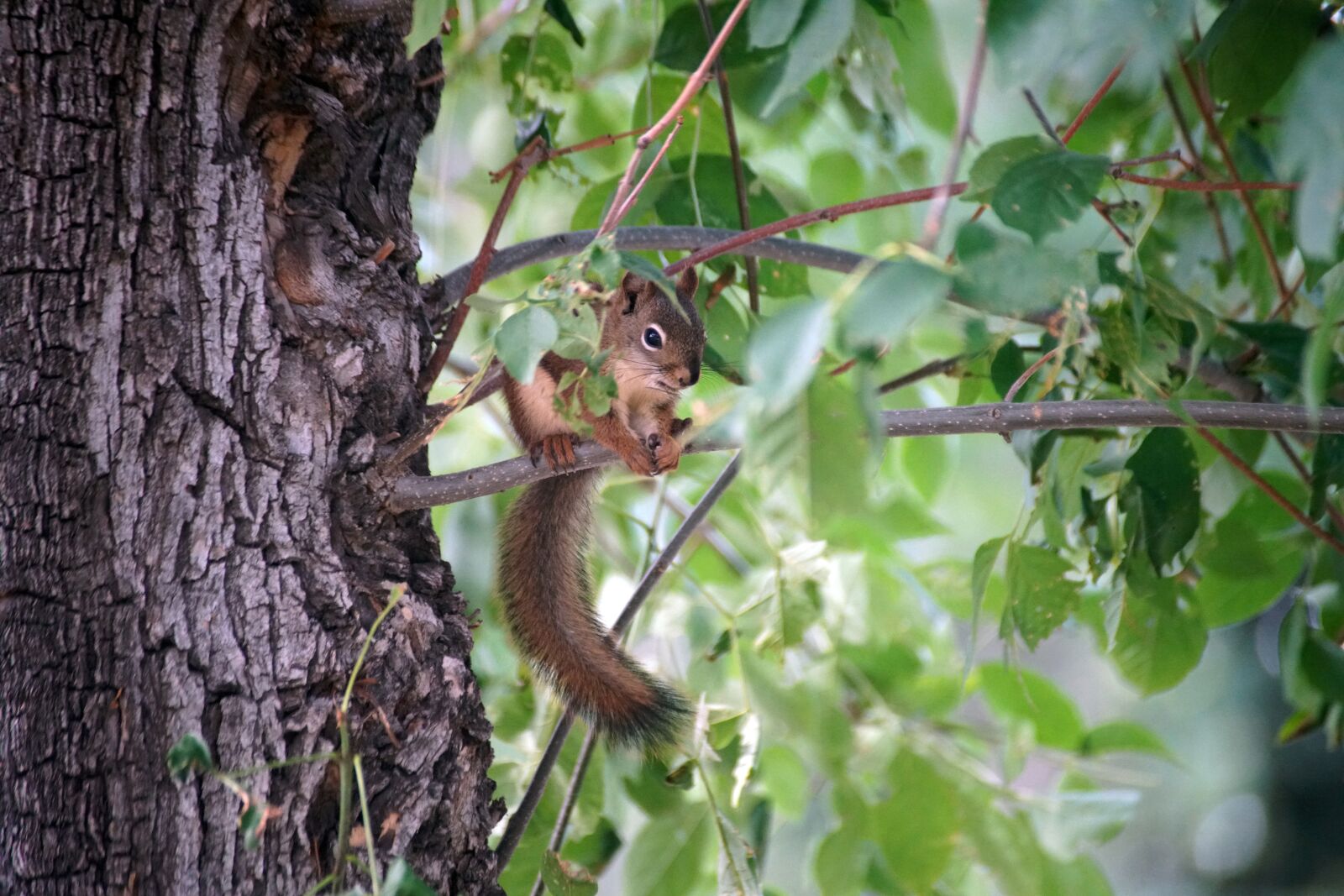 Sony a99 II sample photo. Squirrel, tree, nature photography