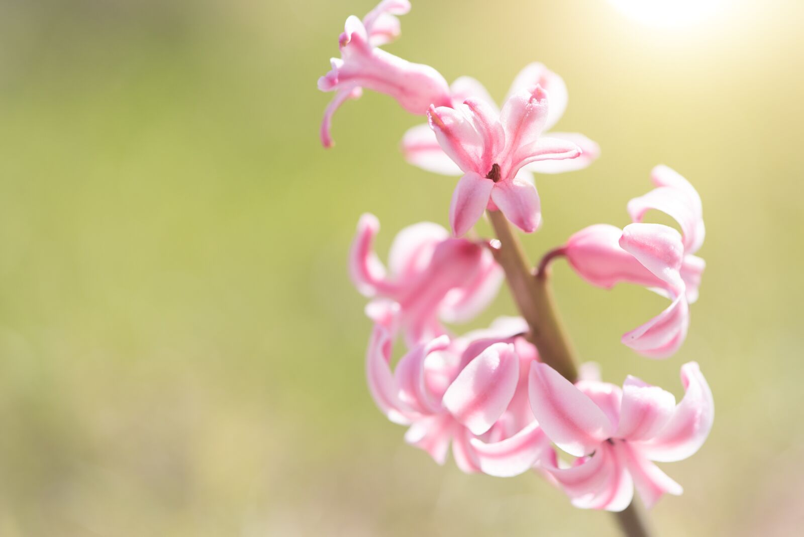 Nikon D750 sample photo. Hyacinth, pink, pink hyacinth photography