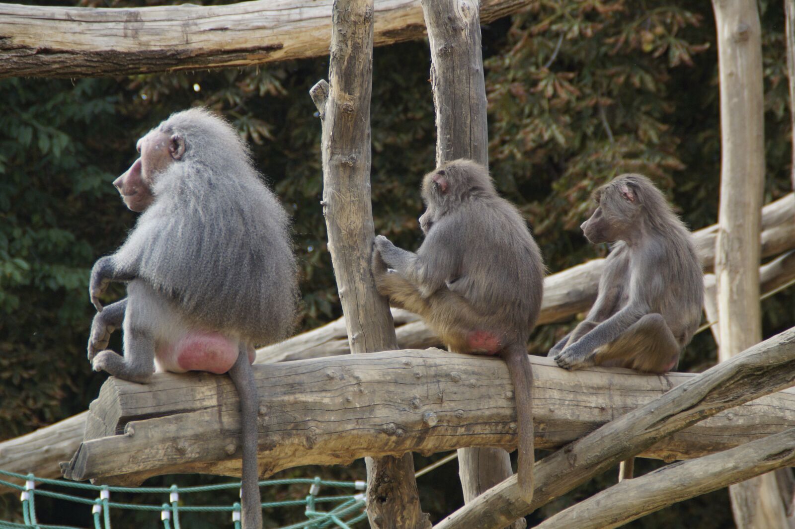 Sony SLT-A58 sample photo. Baboons, sit, family photography