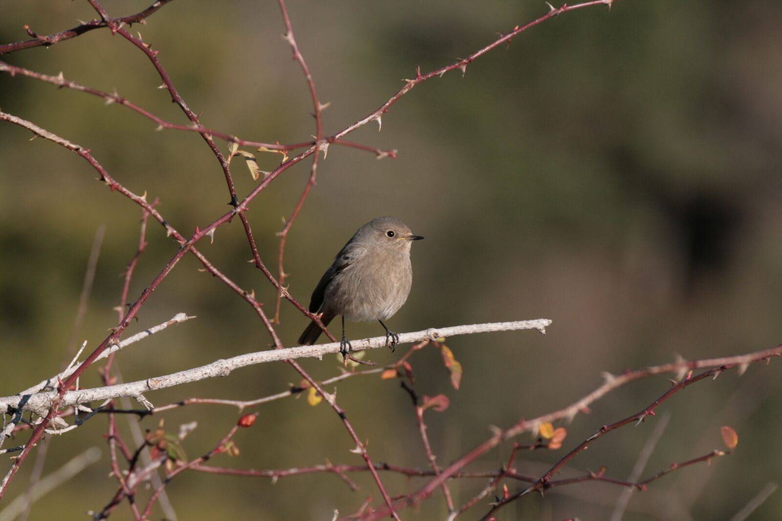 Canon EOS 400D (EOS Digital Rebel XTi / EOS Kiss Digital X) sample photo. Black redstart, phoenicurus ochruros photography