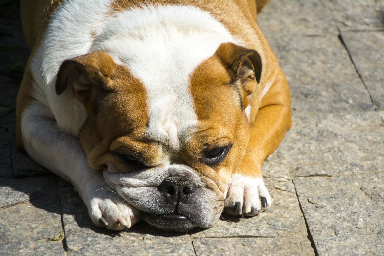 Nikon D7100 sample photo. Animalia, dog, mammals photography
