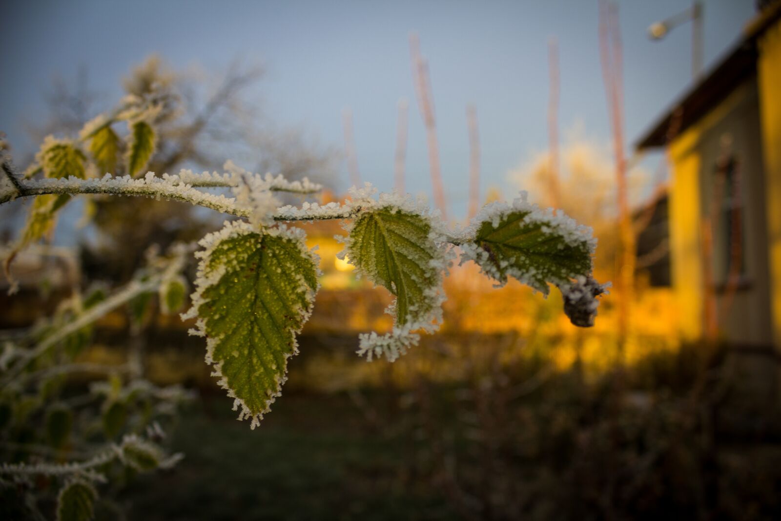 Canon EOS 1200D (EOS Rebel T5 / EOS Kiss X70 / EOS Hi) sample photo. Winter, frost, ice photography