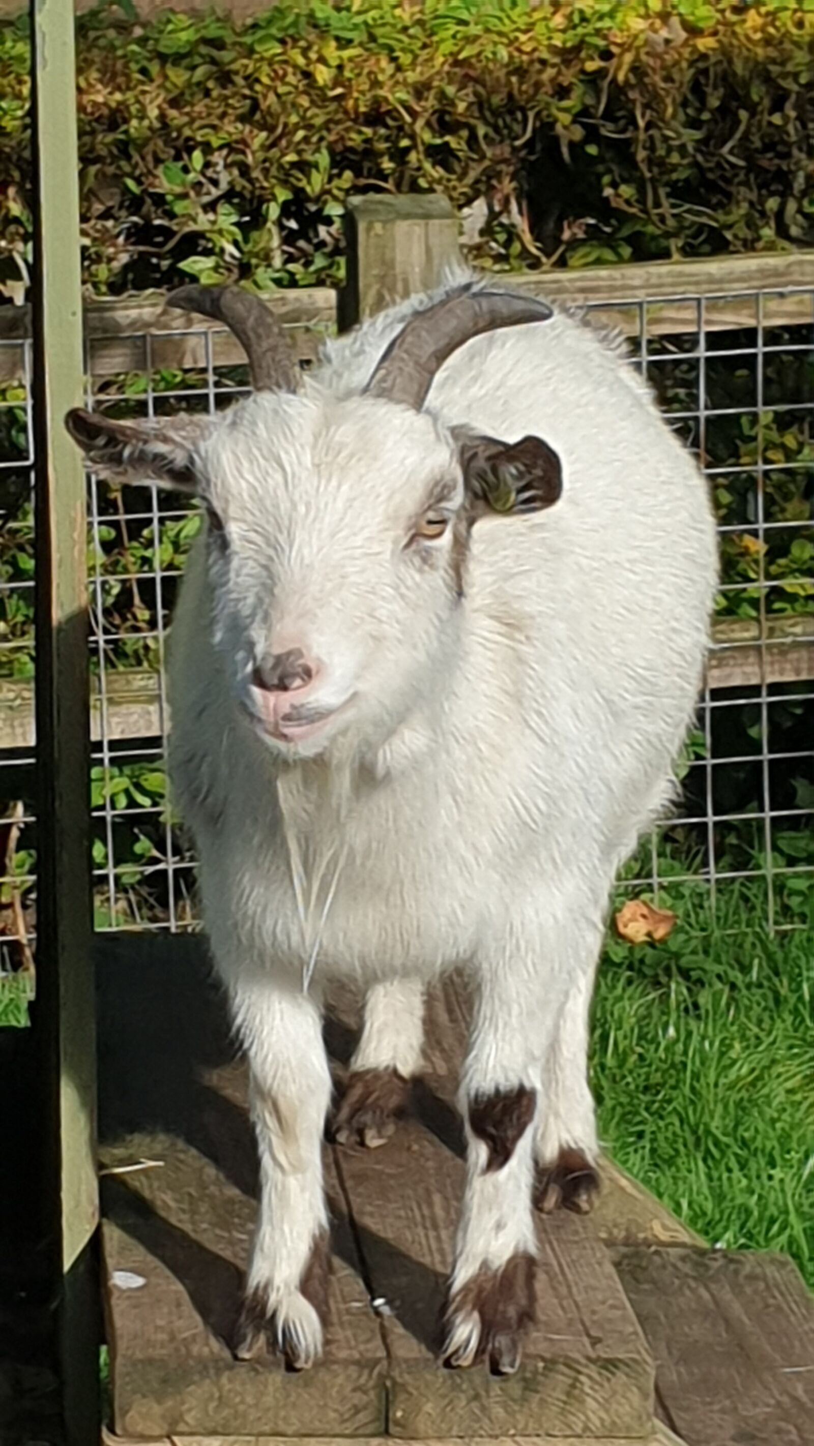 Samsung SM-G960F sample photo. Goat, farm, animal photography