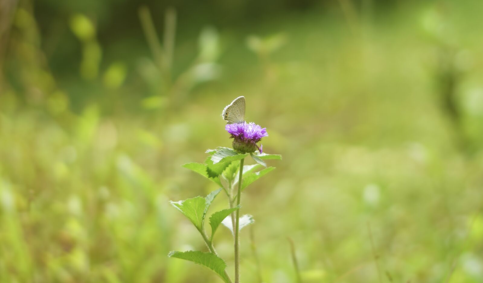 Nikon D3300 sample photo. Lilli, butterfly, love photography