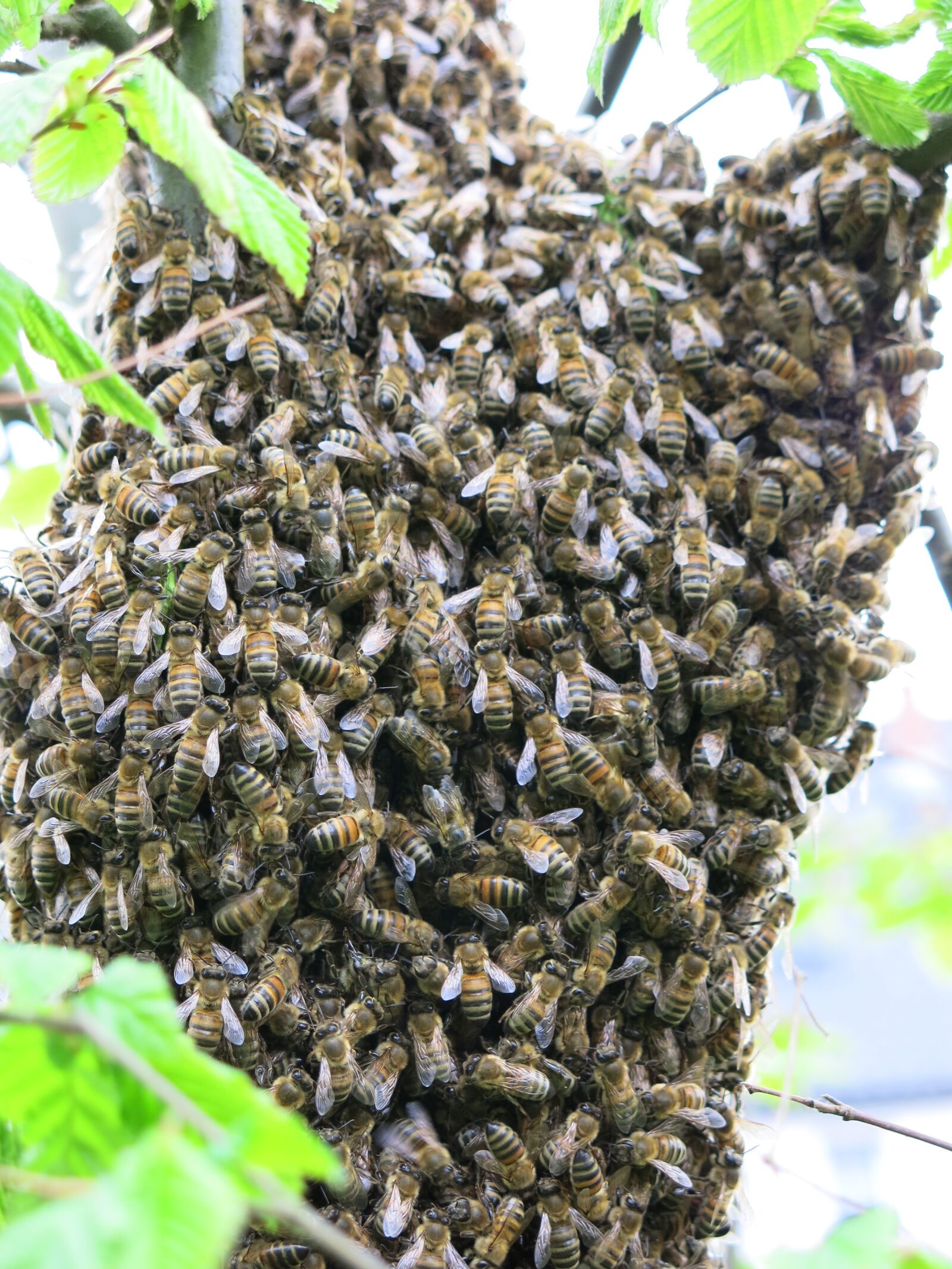Canon PowerShot G15 sample photo. Bees, swarm, summer photography