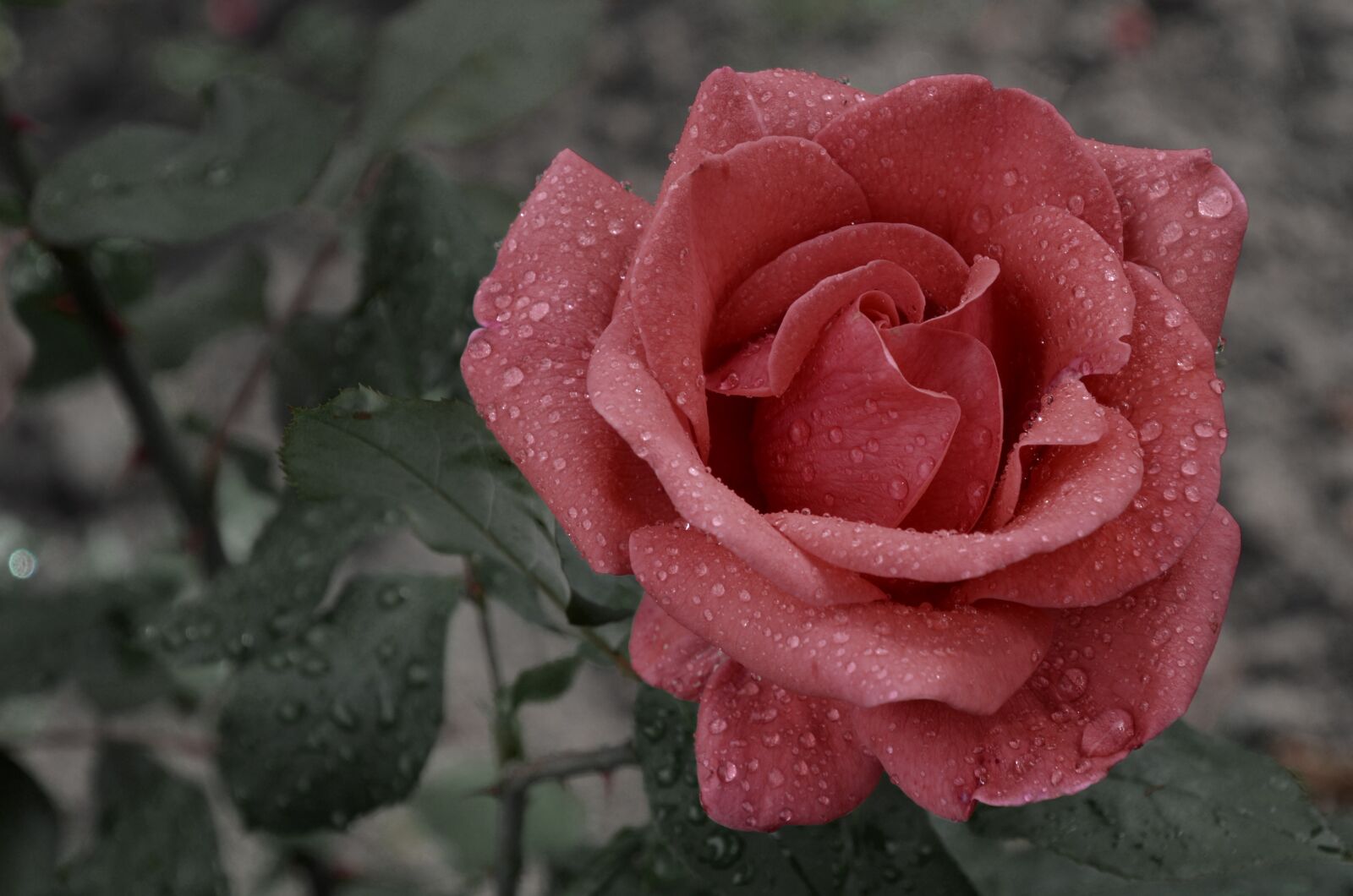 Nikon D7000 sample photo. Flower, rose, rain photography