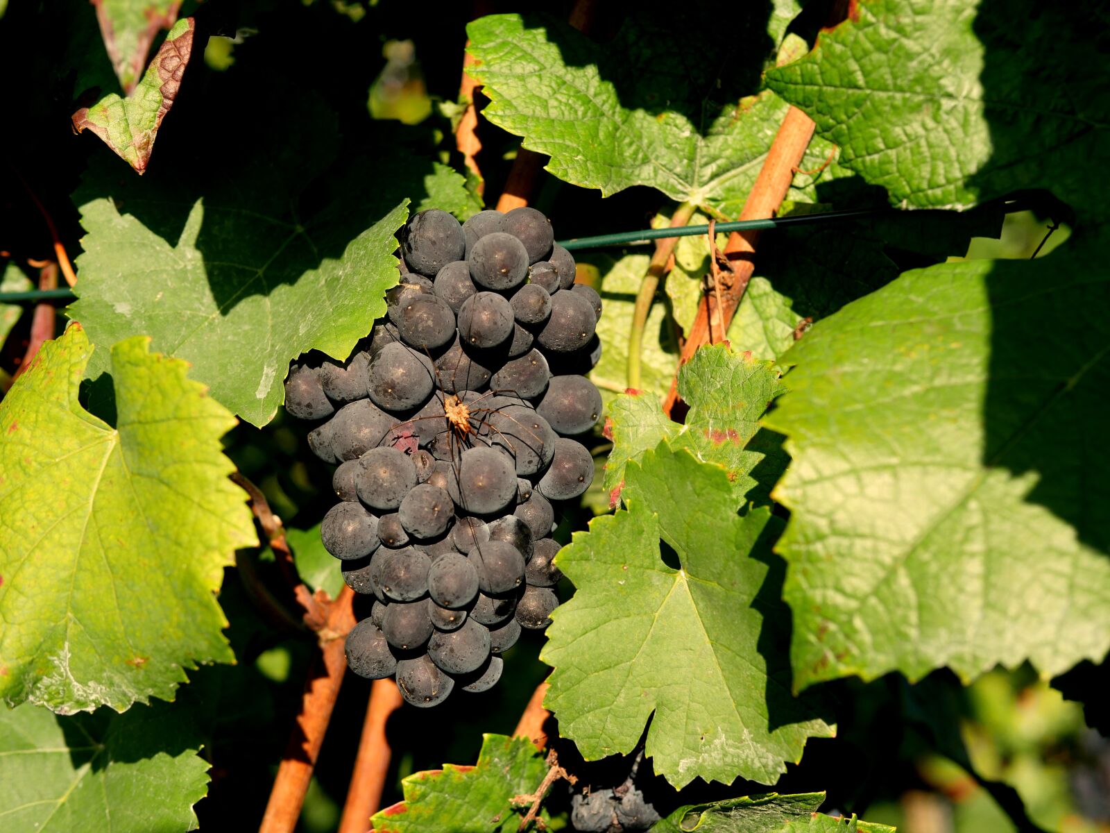 Panasonic Lumix DMC-GX8 sample photo. Grapes, red wine, spider photography