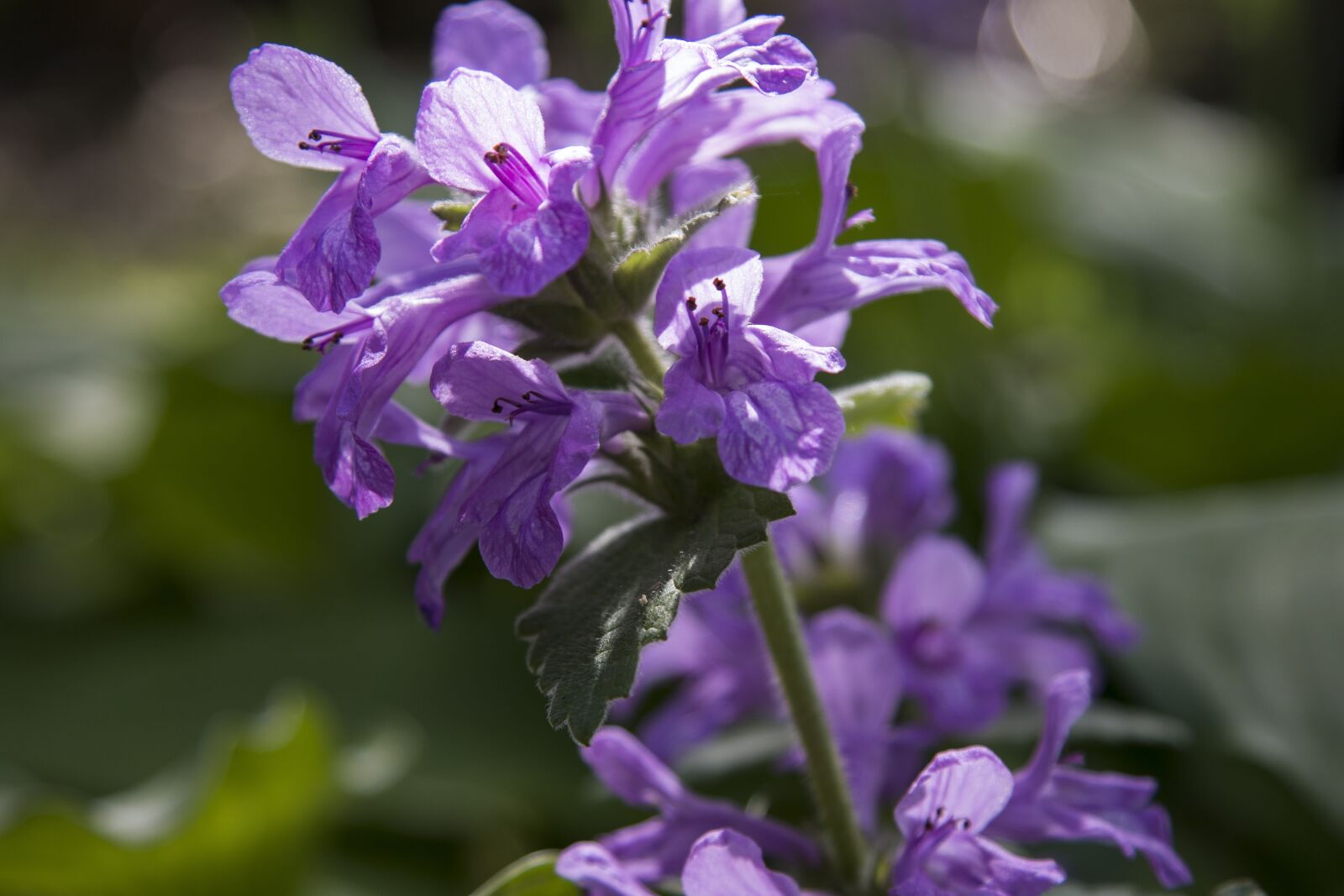 Canon EOS 70D + Canon EF 24-105mm F4L IS USM sample photo. Flower, purple, summer photography