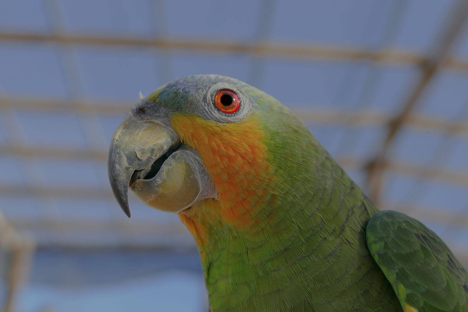 Panasonic Lumix DMC-FZ1000 sample photo. Parrot, bird, colorful photography