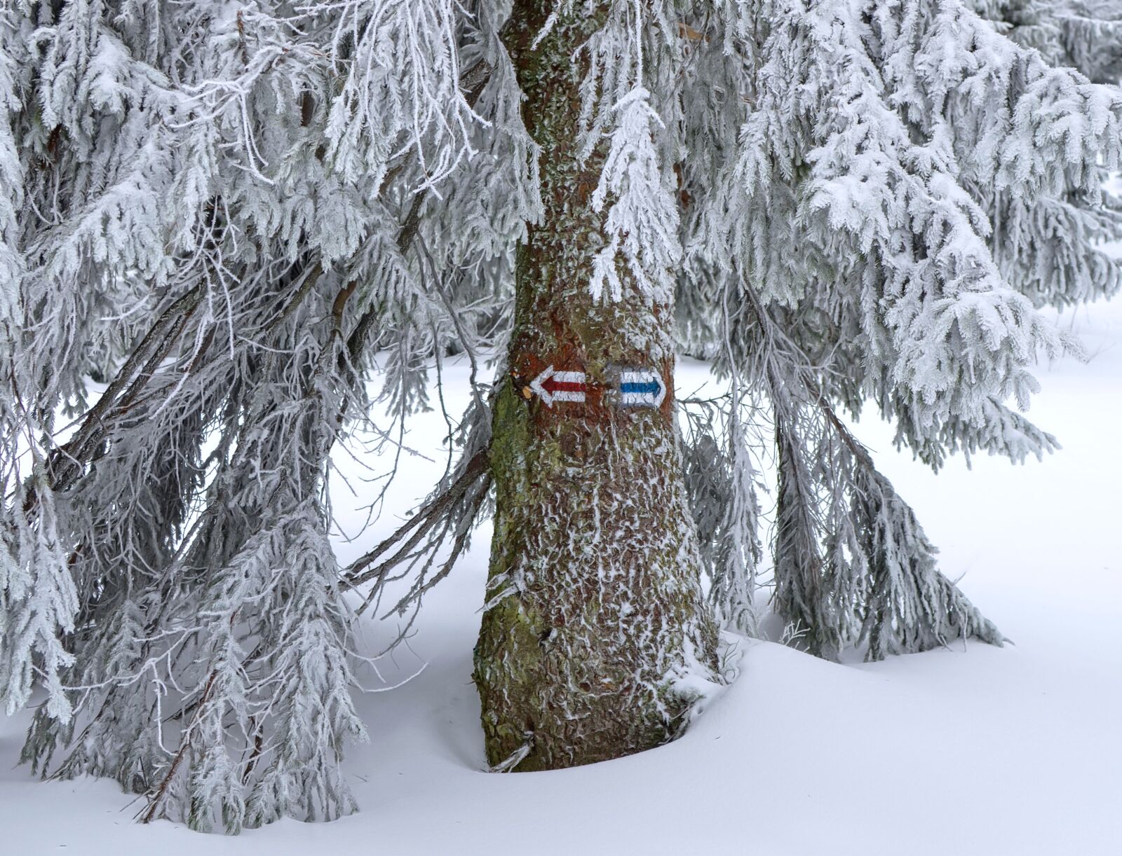 Nikon D7000 sample photo. Characters, winter, trail photography
