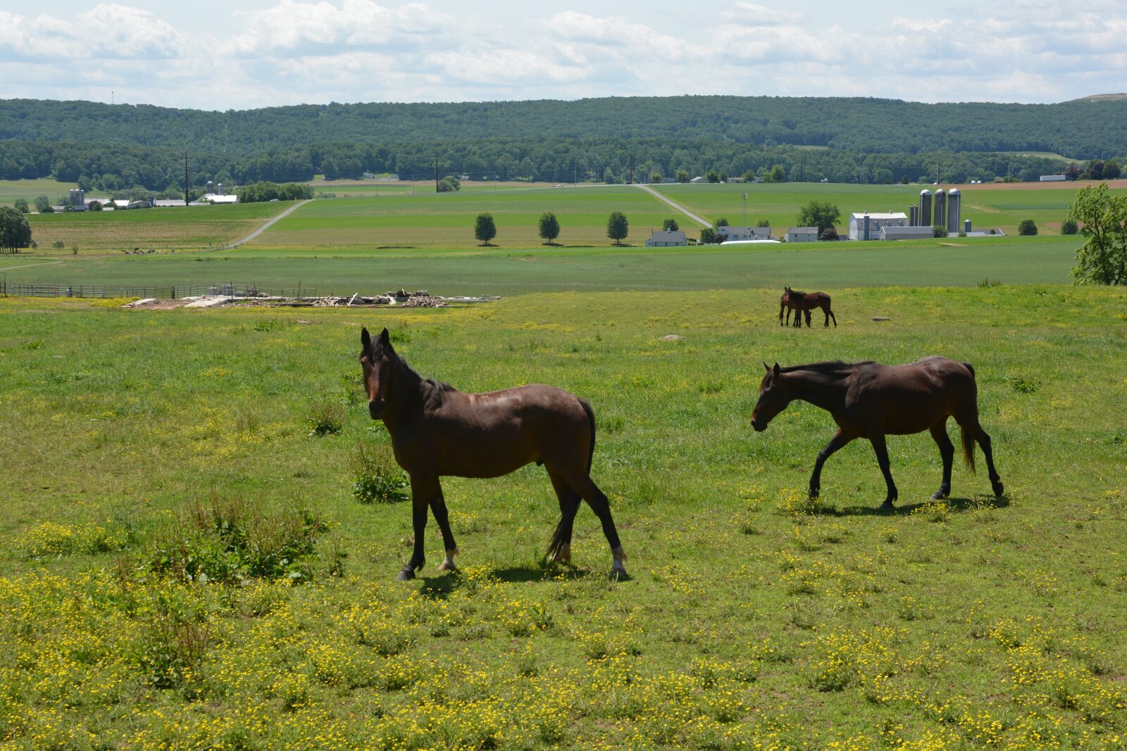 Nikon D5200 sample photo. Horse, farm, pony photography