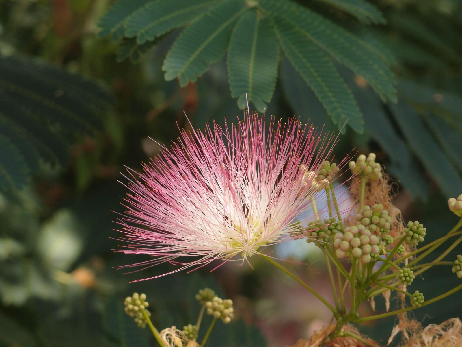 Olympus XZ-1 sample photo. Acacia, pink, summer photography