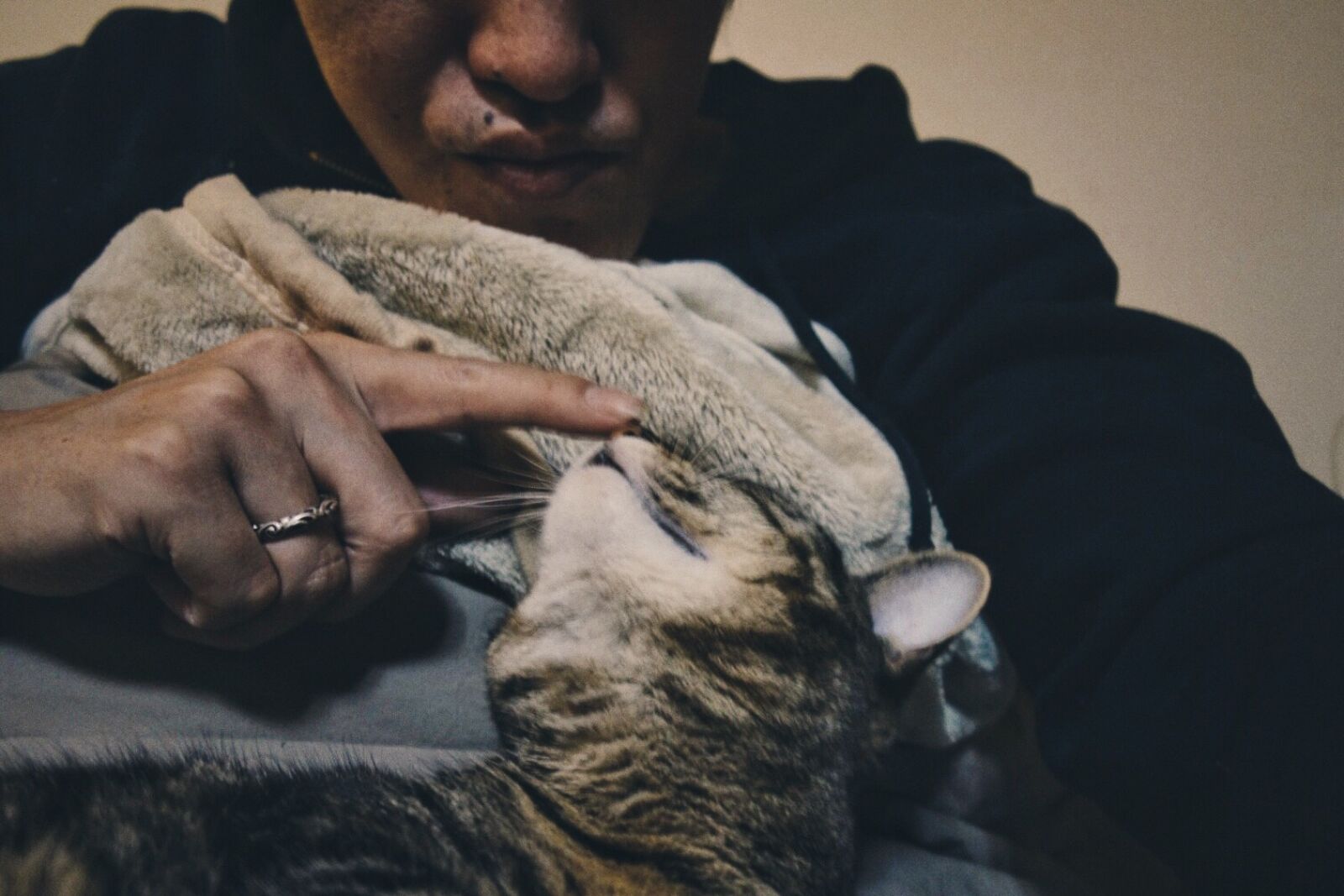 Sony Cyber-shot DSC-RX100 sample photo. Cat photography