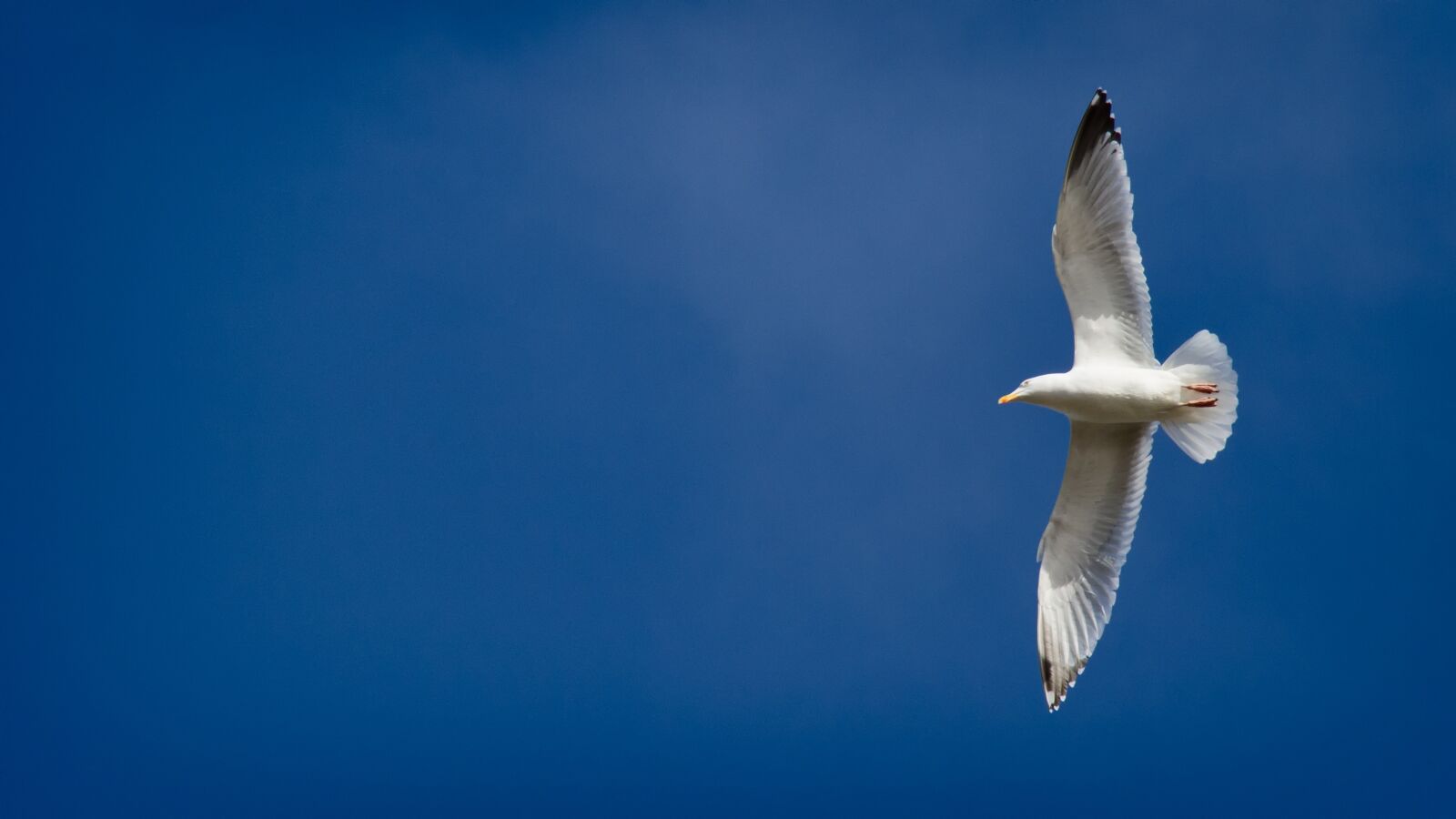 Canon EF-S 18-200mm F3.5-5.6 IS sample photo. Seagull, sky, blue photography