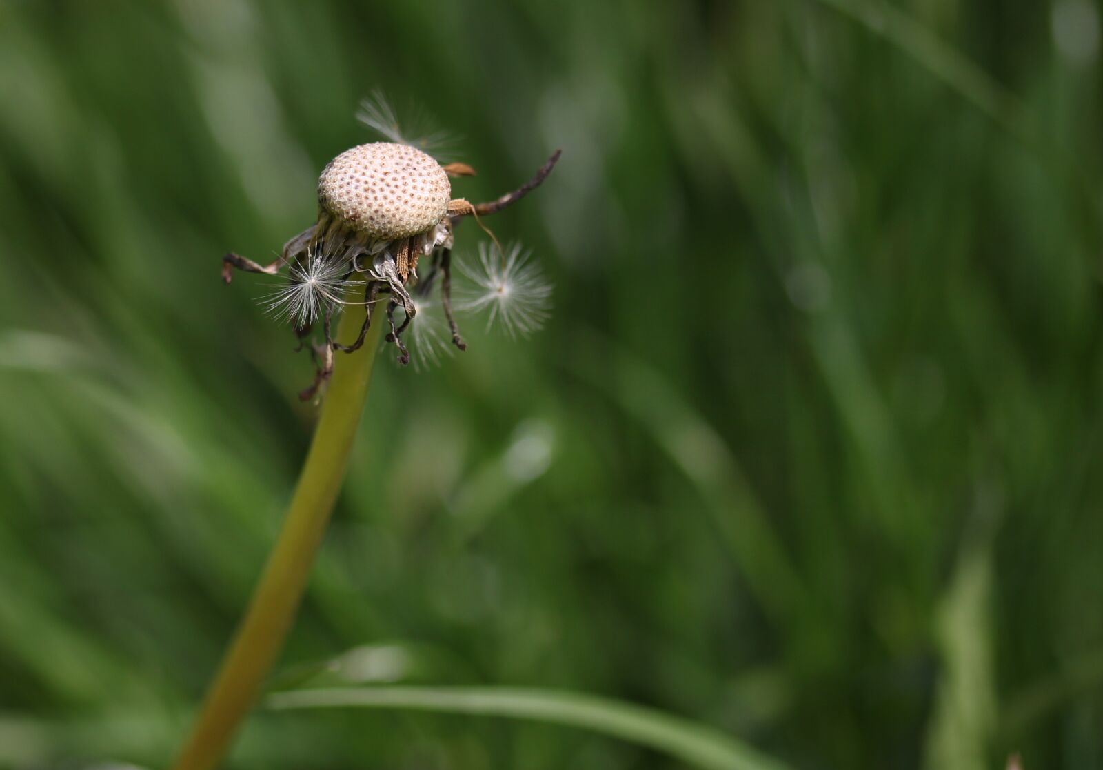 Canon EF-S 60mm F2.8 Macro USM sample photo. Dandelion, down, dry photography