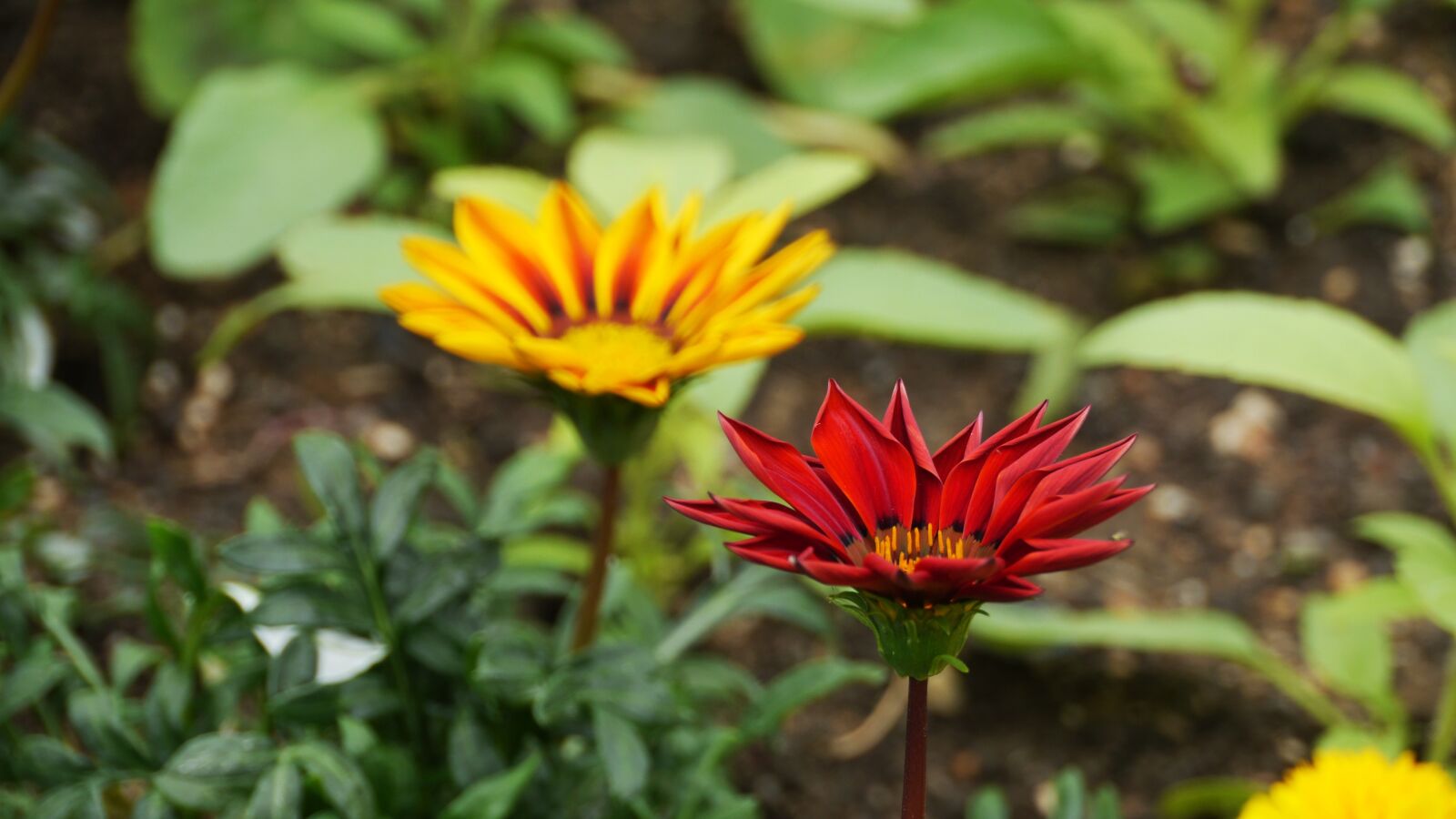 Panasonic Lumix DMC-GH3 sample photo. Flowers, this type, abstract photography