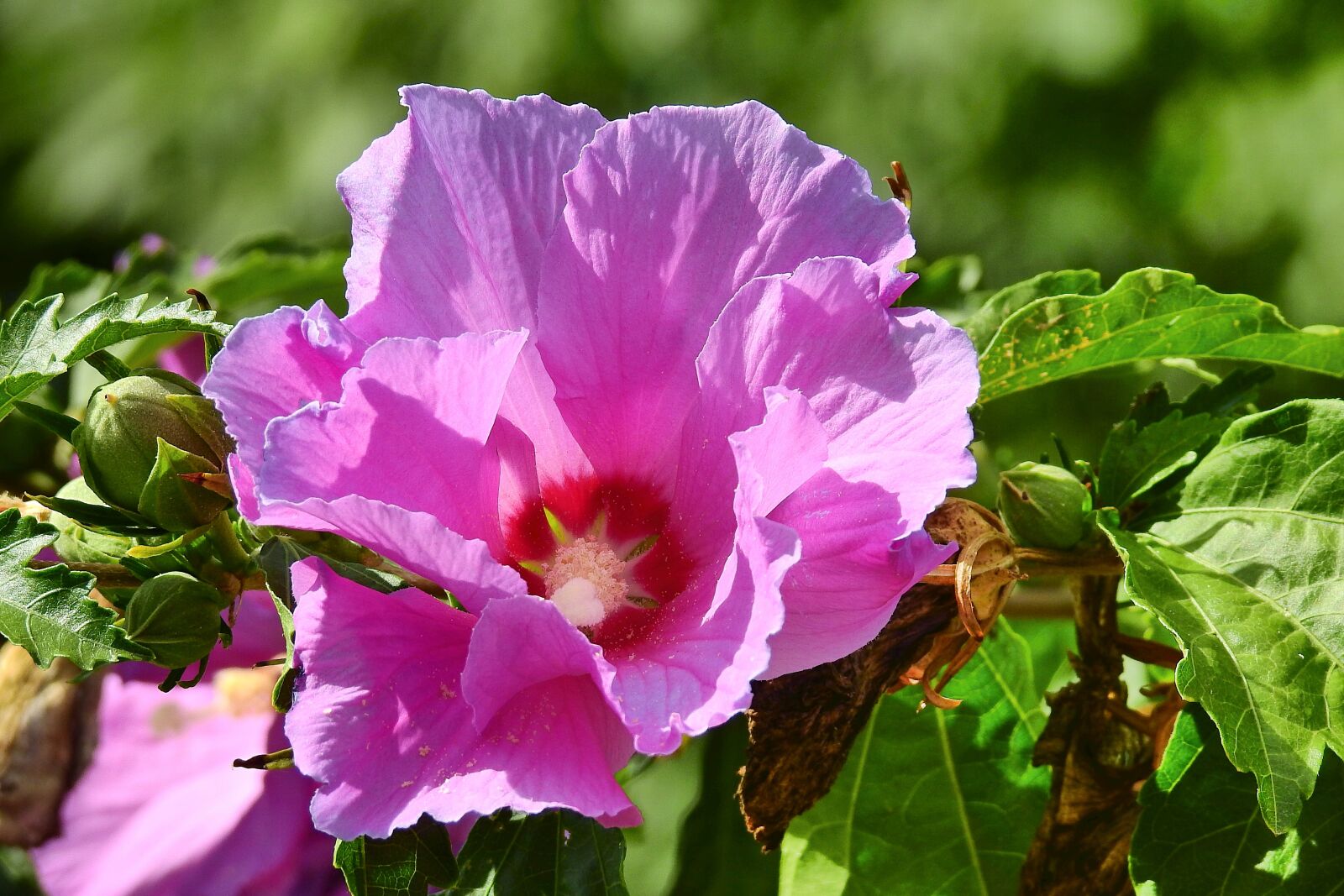 Nikon Coolpix P900 sample photo. Flower, beauty of nature photography