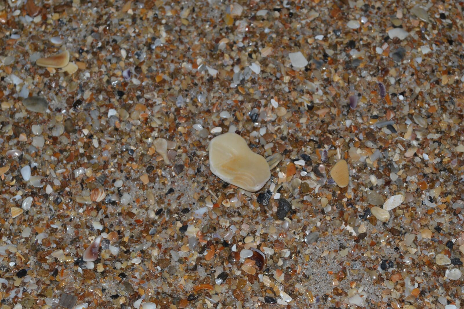Nikon D3100 sample photo. Seashells, sand, small photography