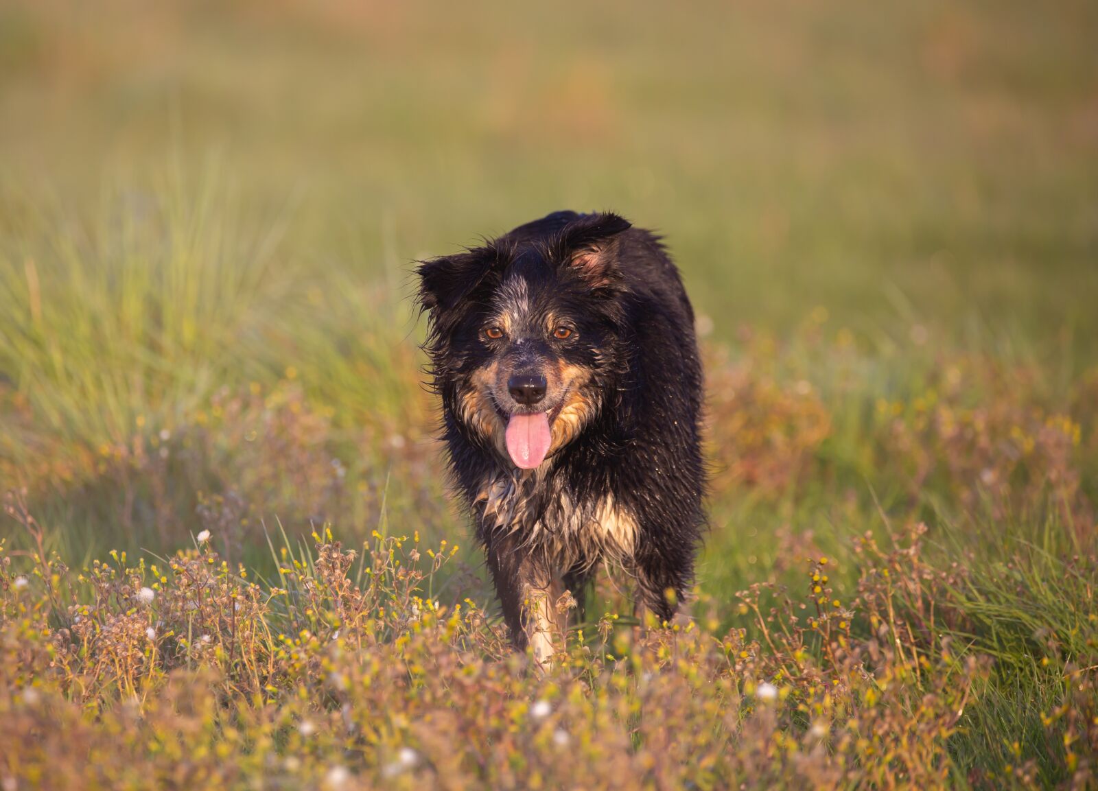 150-600mm F5-6.3 DG OS HSM | Contemporary 015 sample photo. Border collie, dog, sheepdog photography