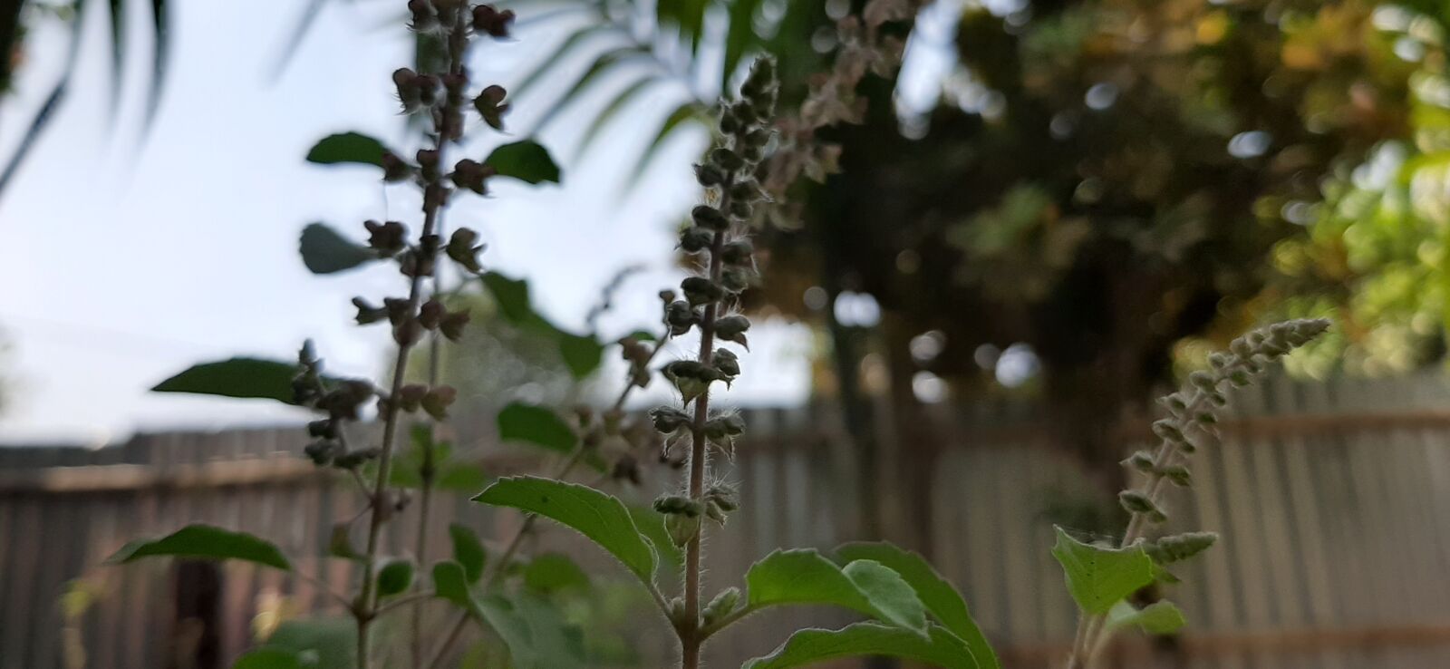 Samsung Galaxy A50 sample photo. Tulasi plant, tulsi, basil photography