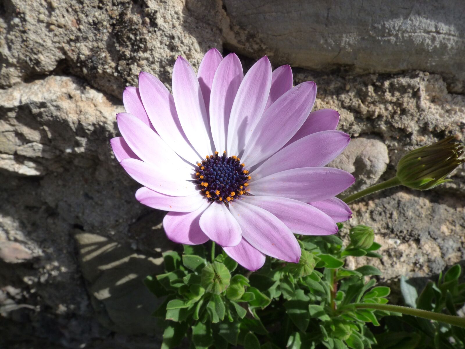 Panasonic Lumix DMC-FZ70 sample photo. Flowers, daisy, detail photography
