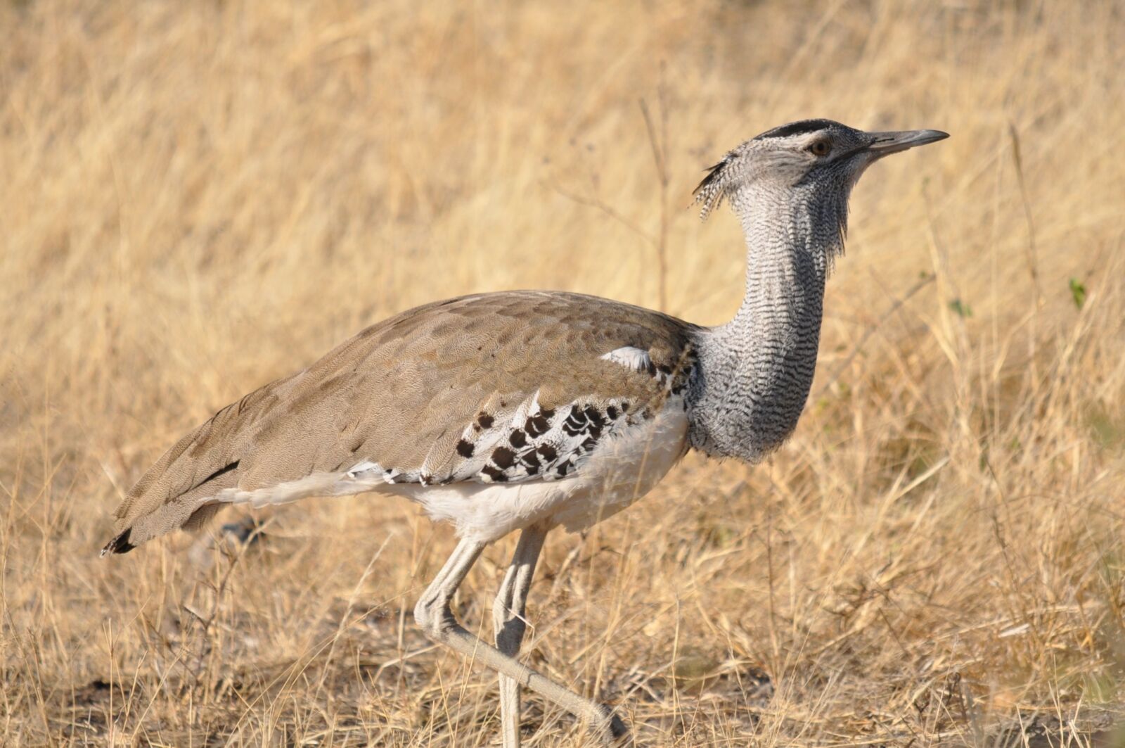 Nikon D90 sample photo. Wildlife, bird, nature photography