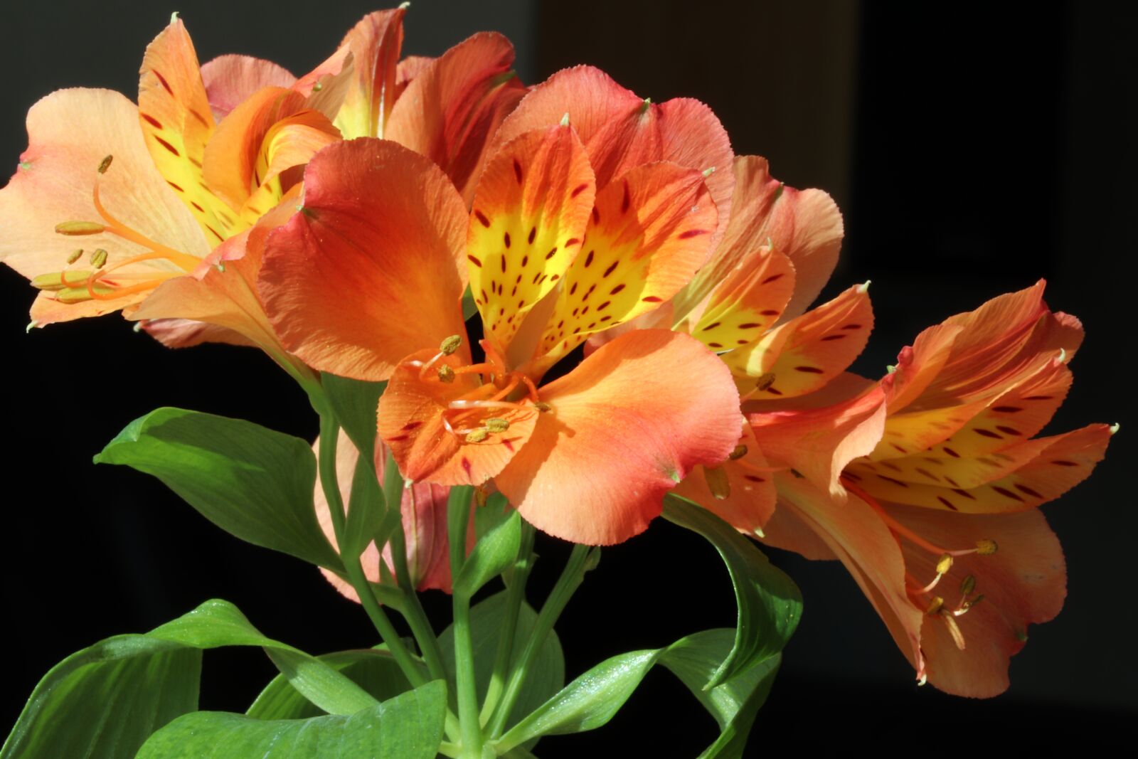 Canon EOS 800D (EOS Rebel T7i / EOS Kiss X9i) sample photo. Flowers, beauty, nature photography